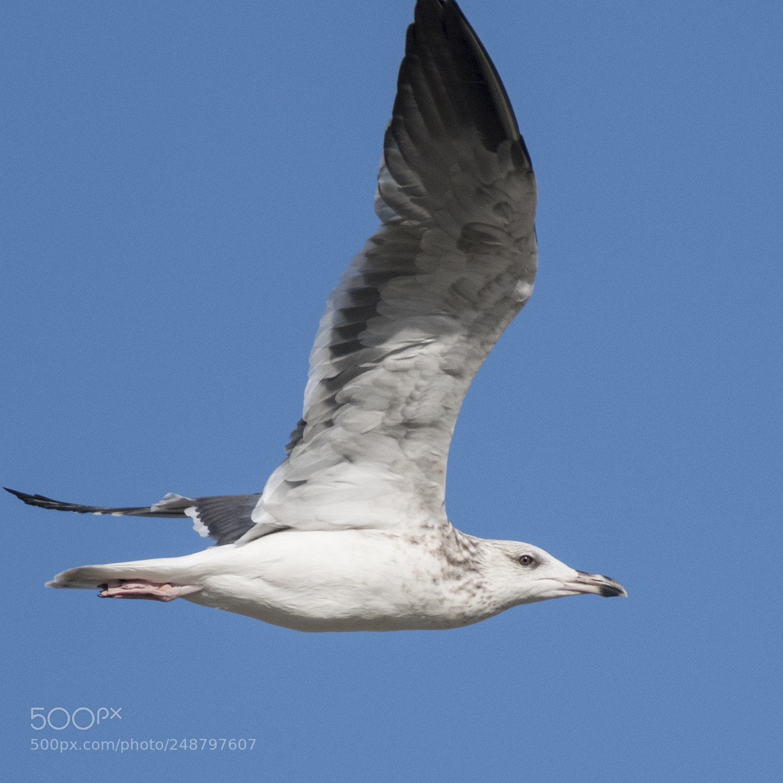 Nikon D500 sample photo. Herring gull photography