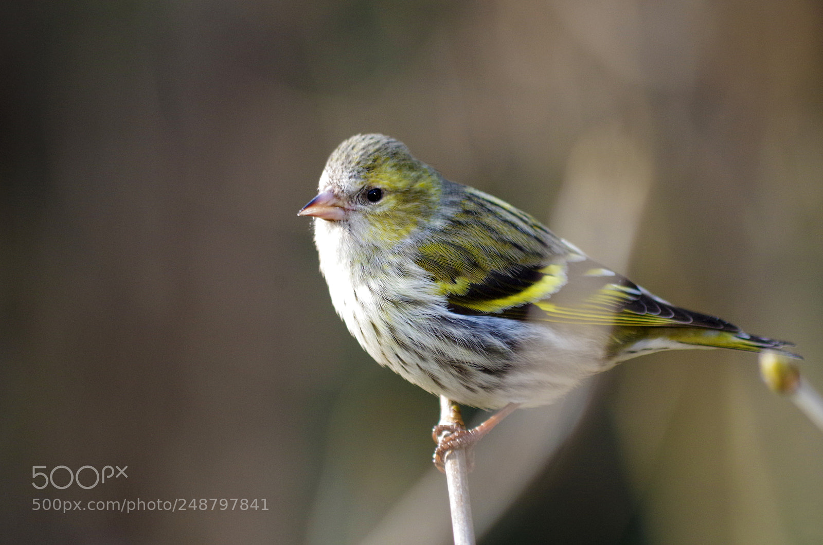 Pentax K-500 sample photo. Eurasian siskin photography