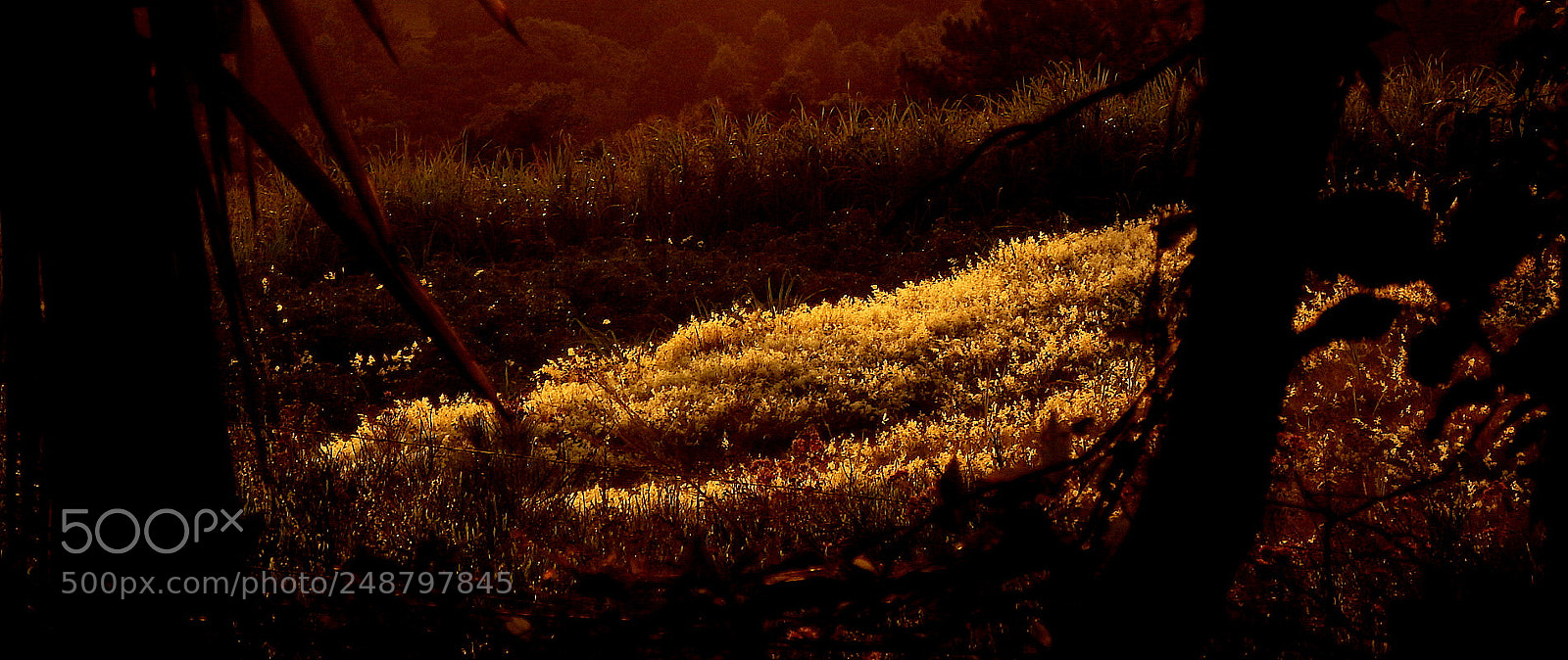 Fujifilm FinePix SL1000 sample photo. Golden field .. photography