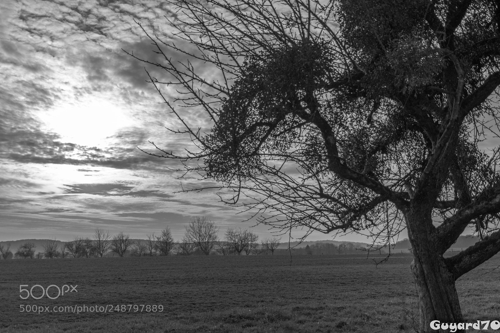 Canon EOS 80D sample photo. Arbre photography