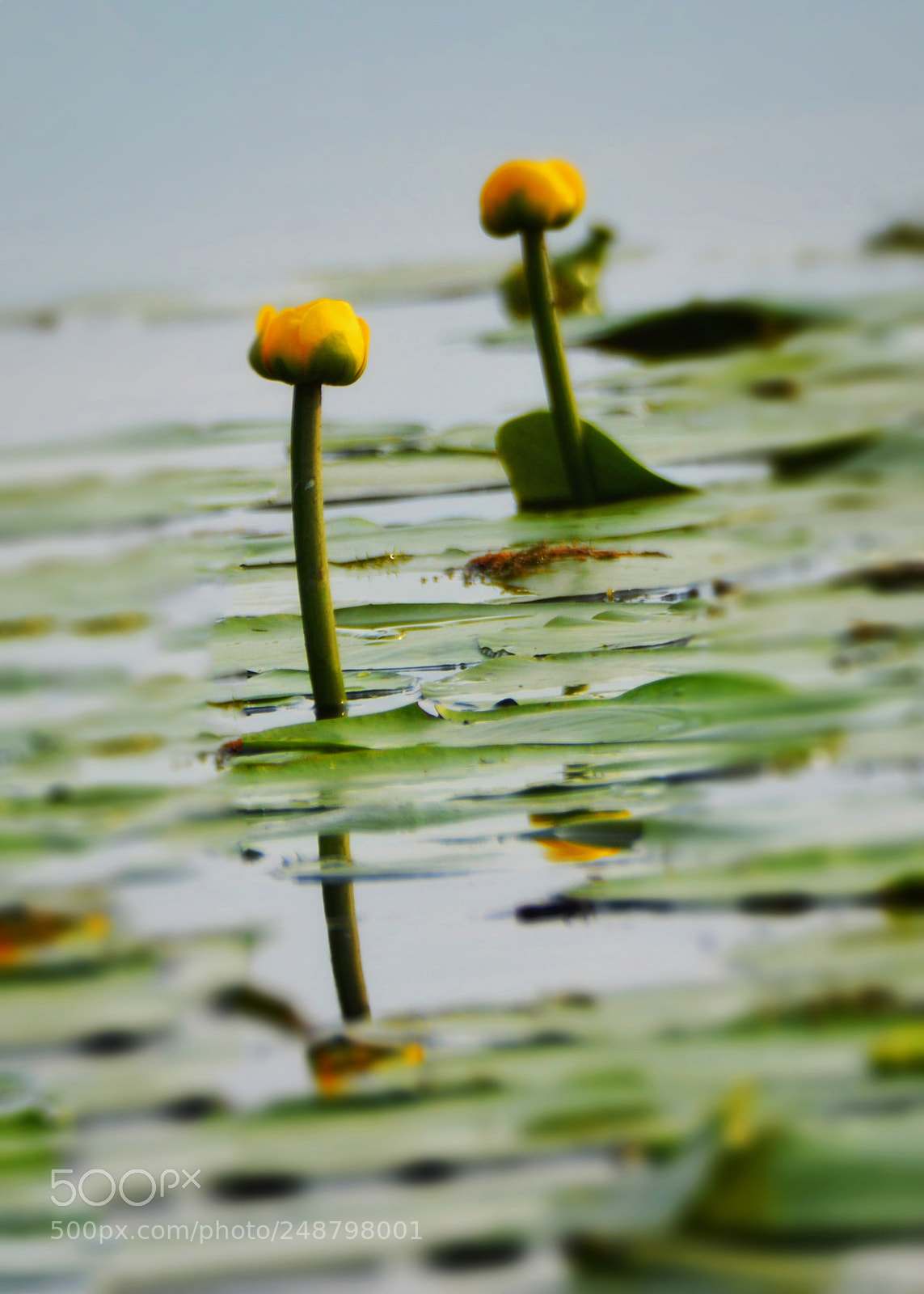 Nikon D3200 sample photo. Water lily photography