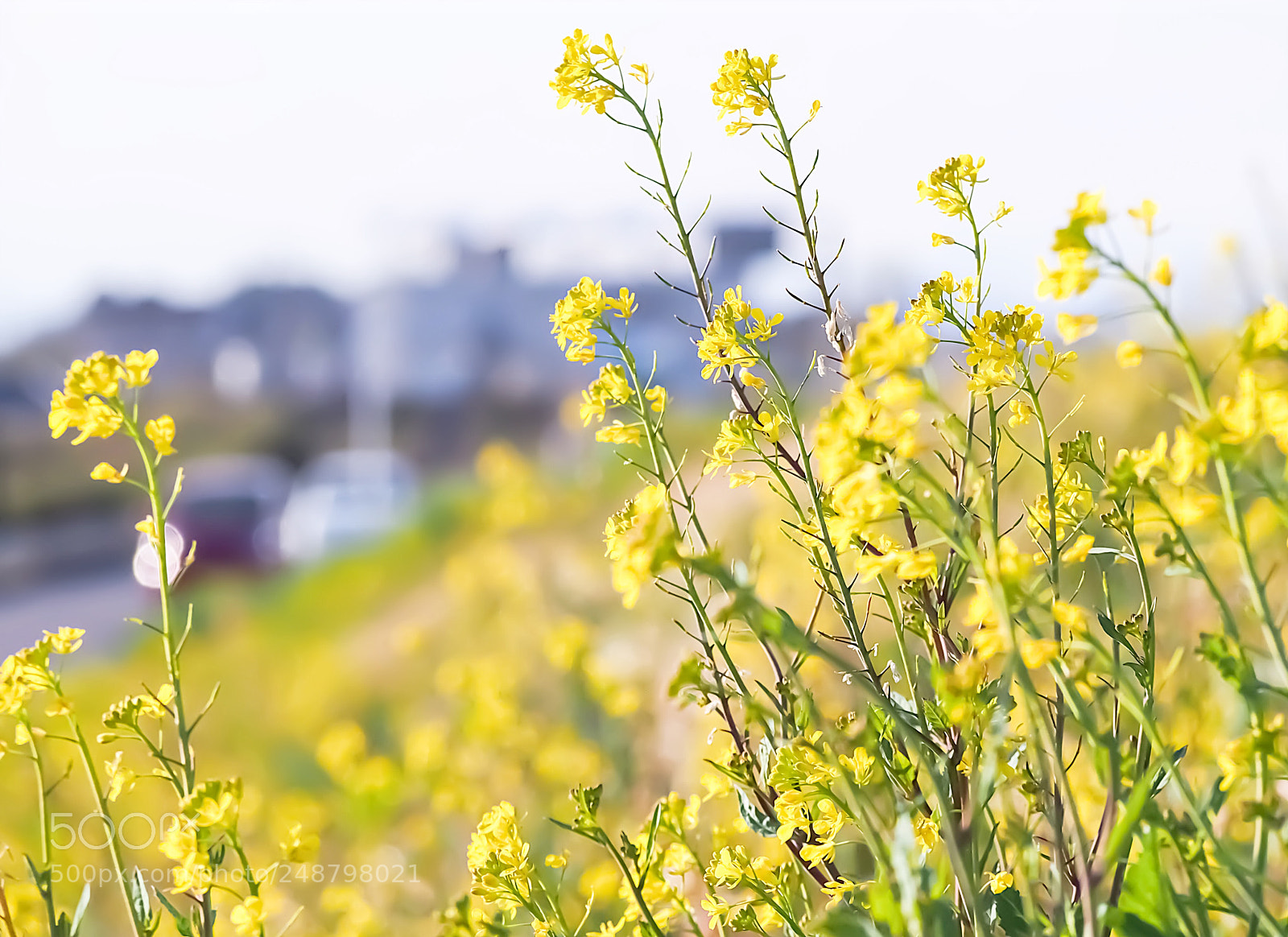 Olympus PEN E-PL6 sample photo. Untitled photography