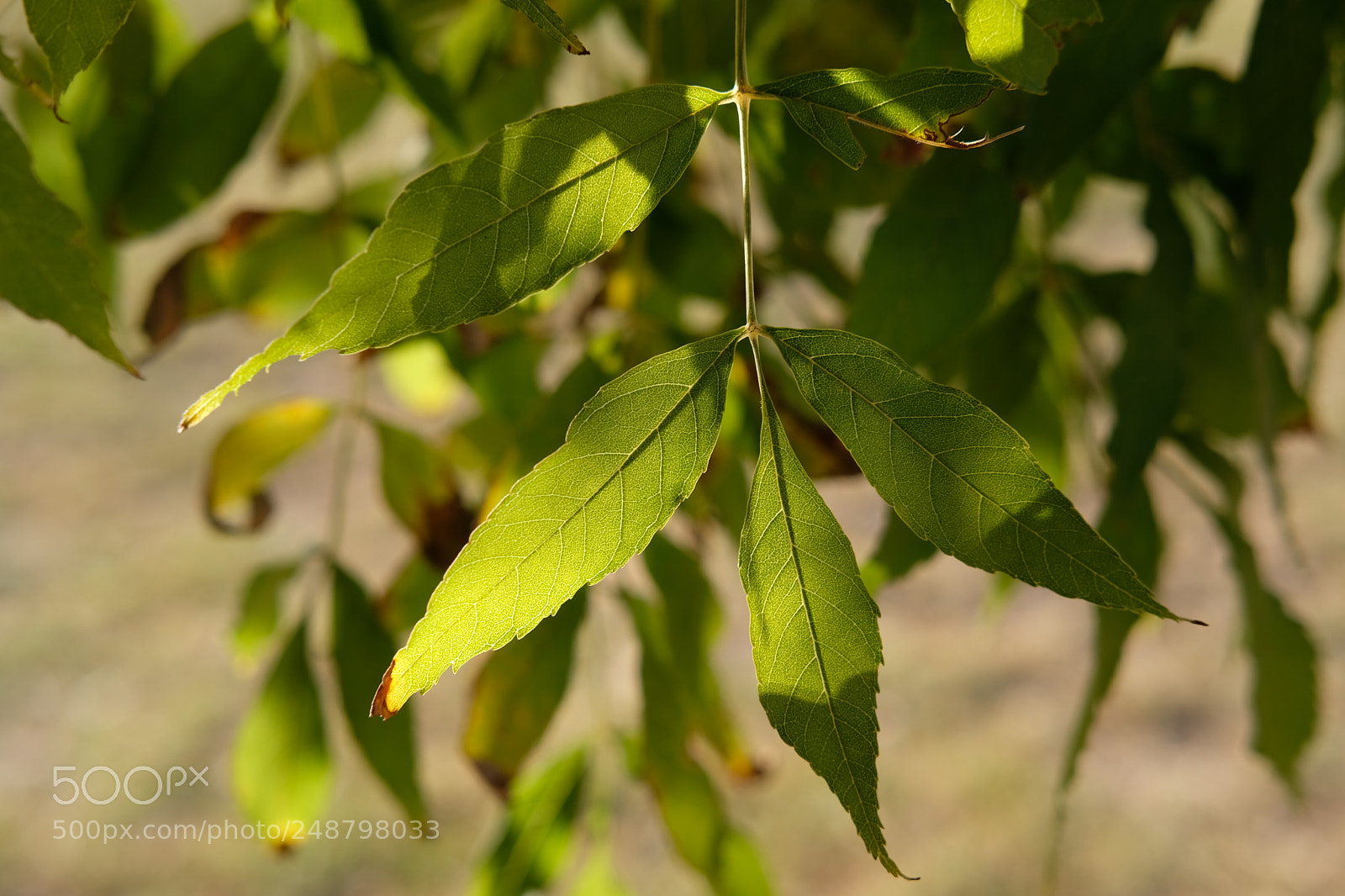 Fujifilm X-T20 sample photo. Golden leaves photography