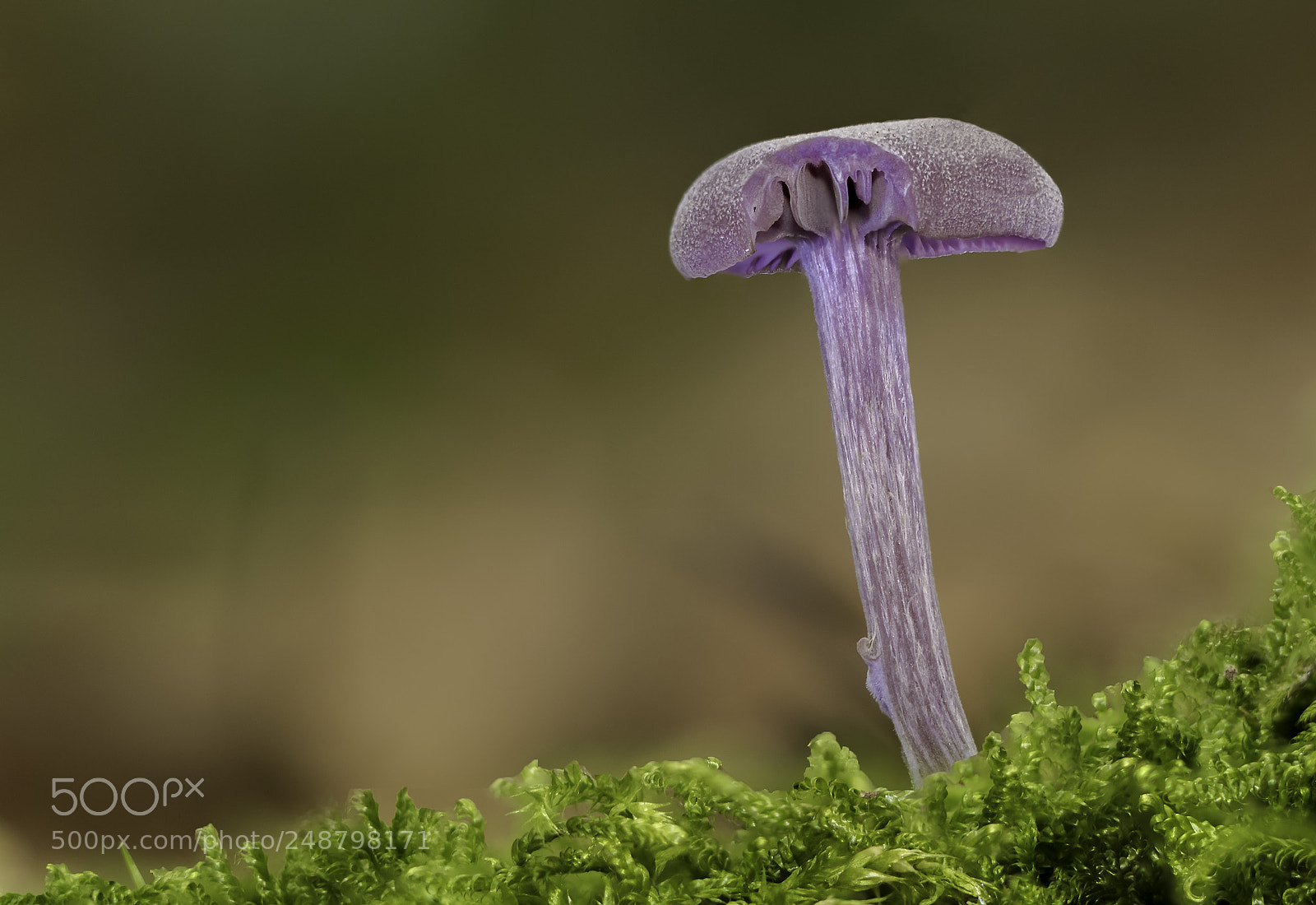 Canon EOS 7D Mark II sample photo. Violetter lacktrichterling photography
