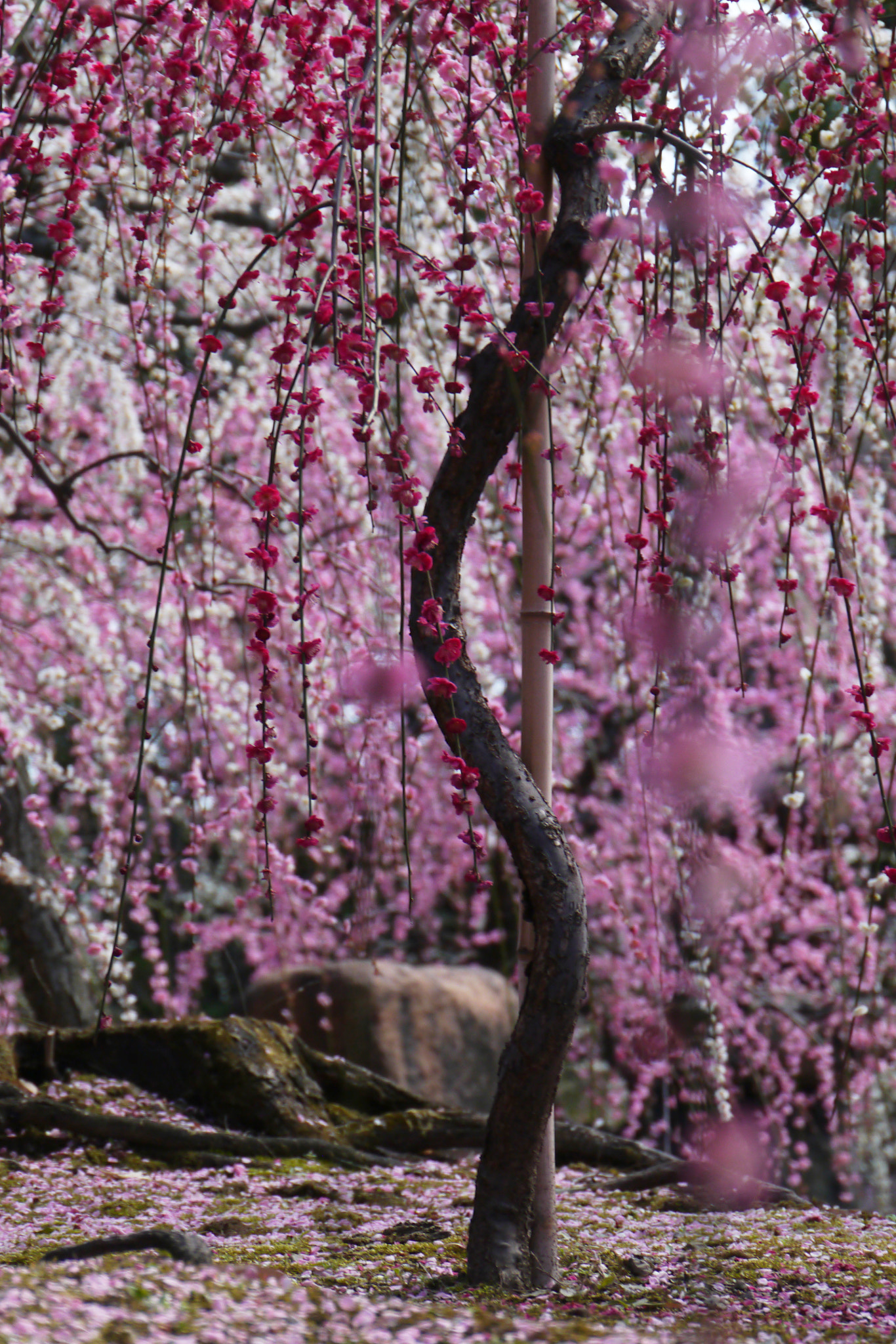 Panasonic Lumix DMC-GX1 sample photo. Spring in kyoto photography