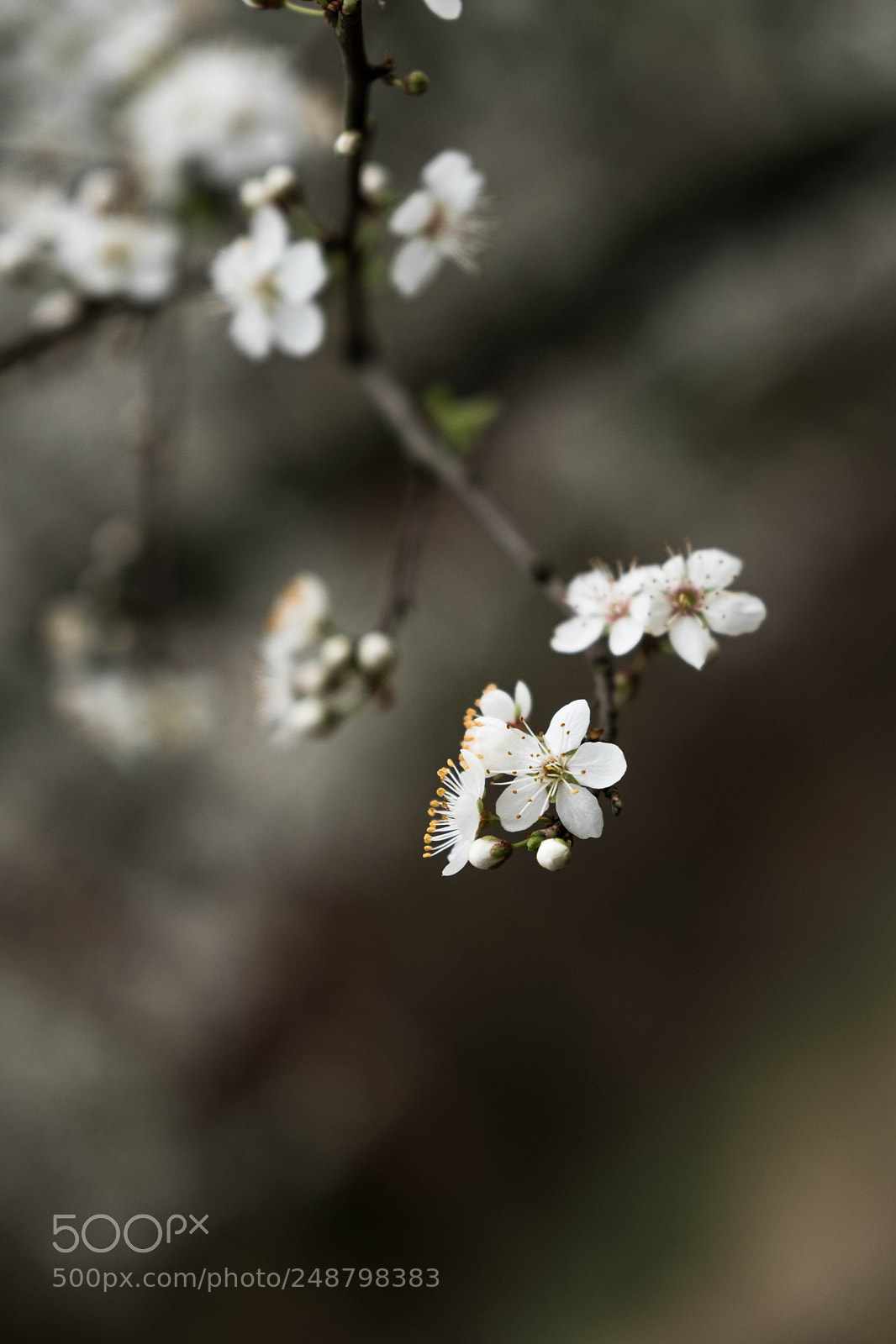 Fujifilm X-T2 sample photo. Spring is coming... photography