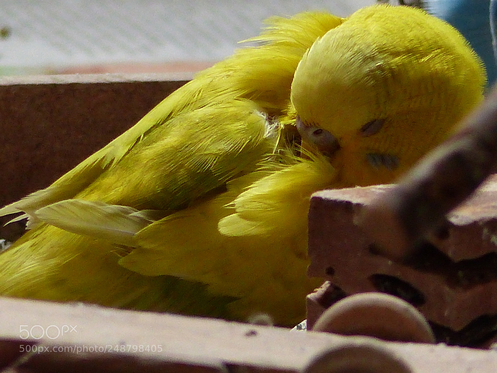 Panasonic Lumix DMC-FZ200 sample photo. P photography