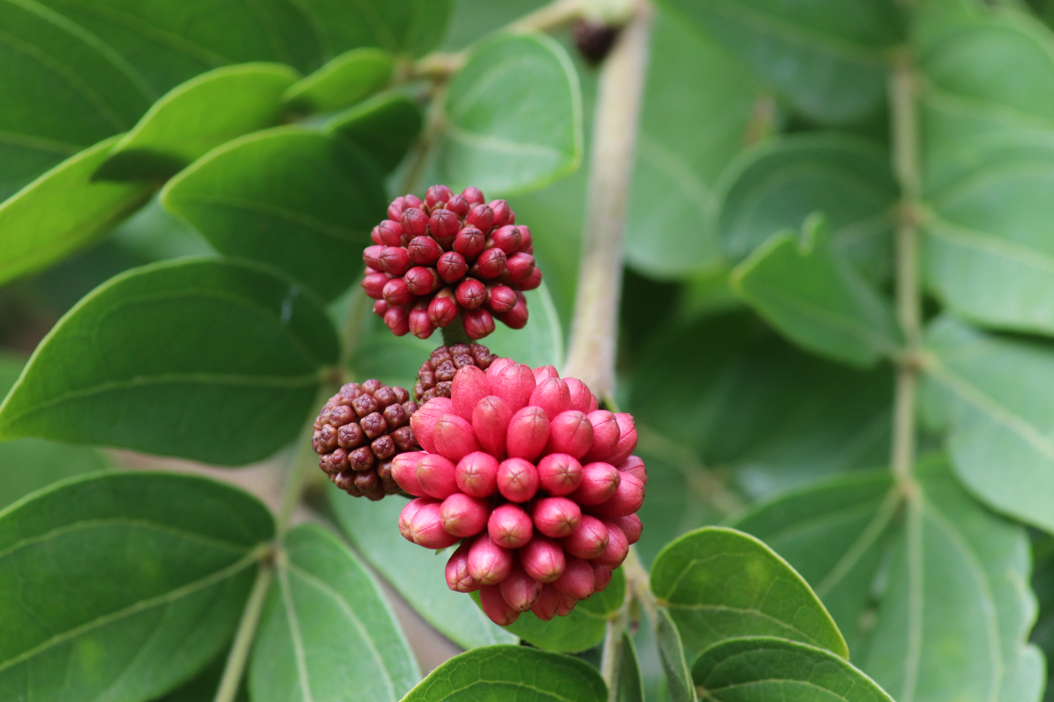 Canon EOS 77D (EOS 9000D / EOS 770D) sample photo. Panicula calliandra photography