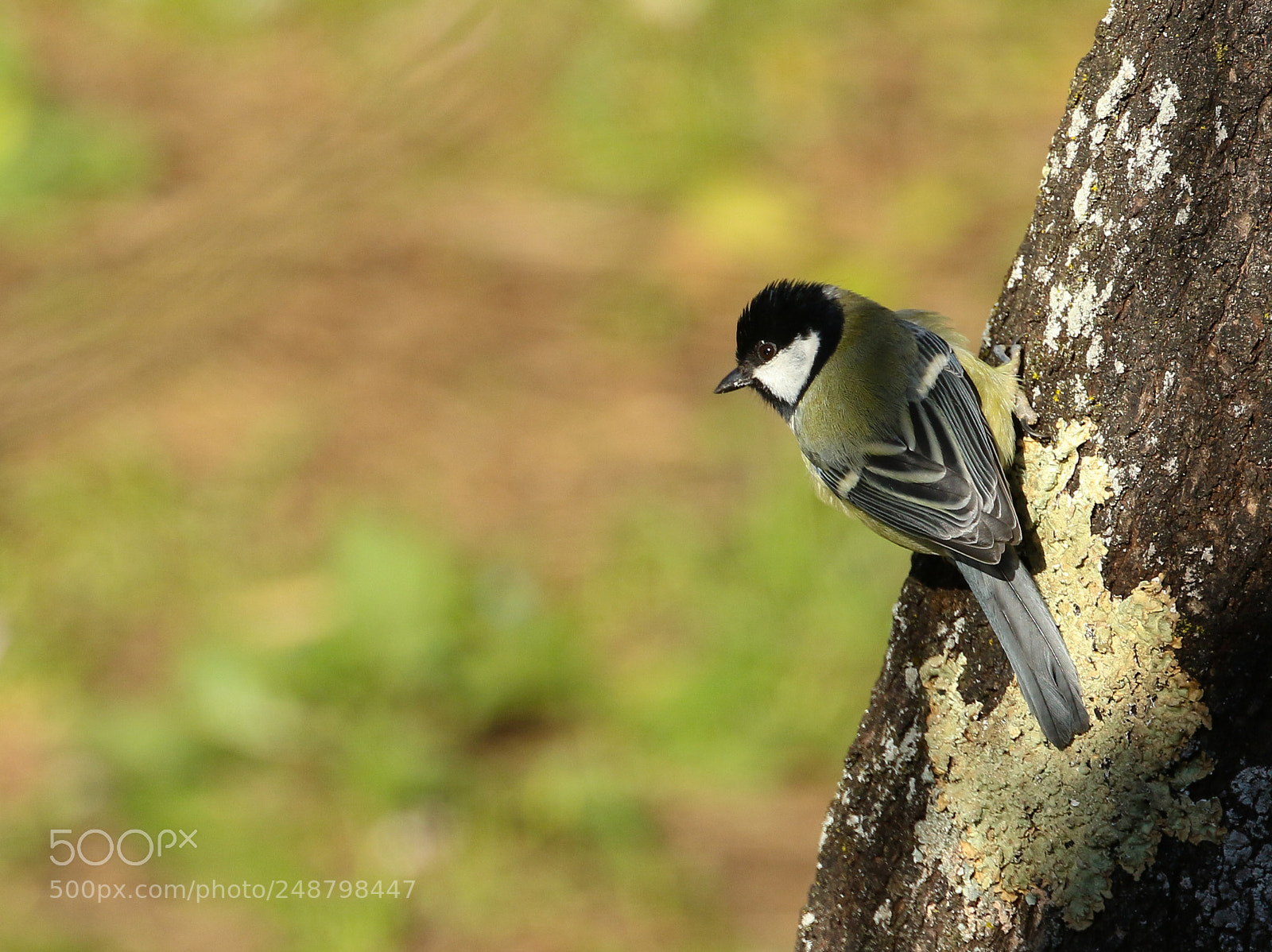 Canon EOS 7D Mark II sample photo. Great tit photography