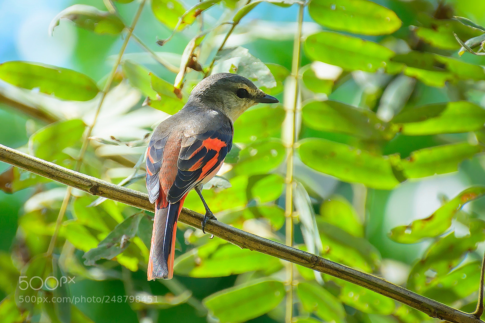 Nikon D7100 sample photo. Rosy minivet (male) photography