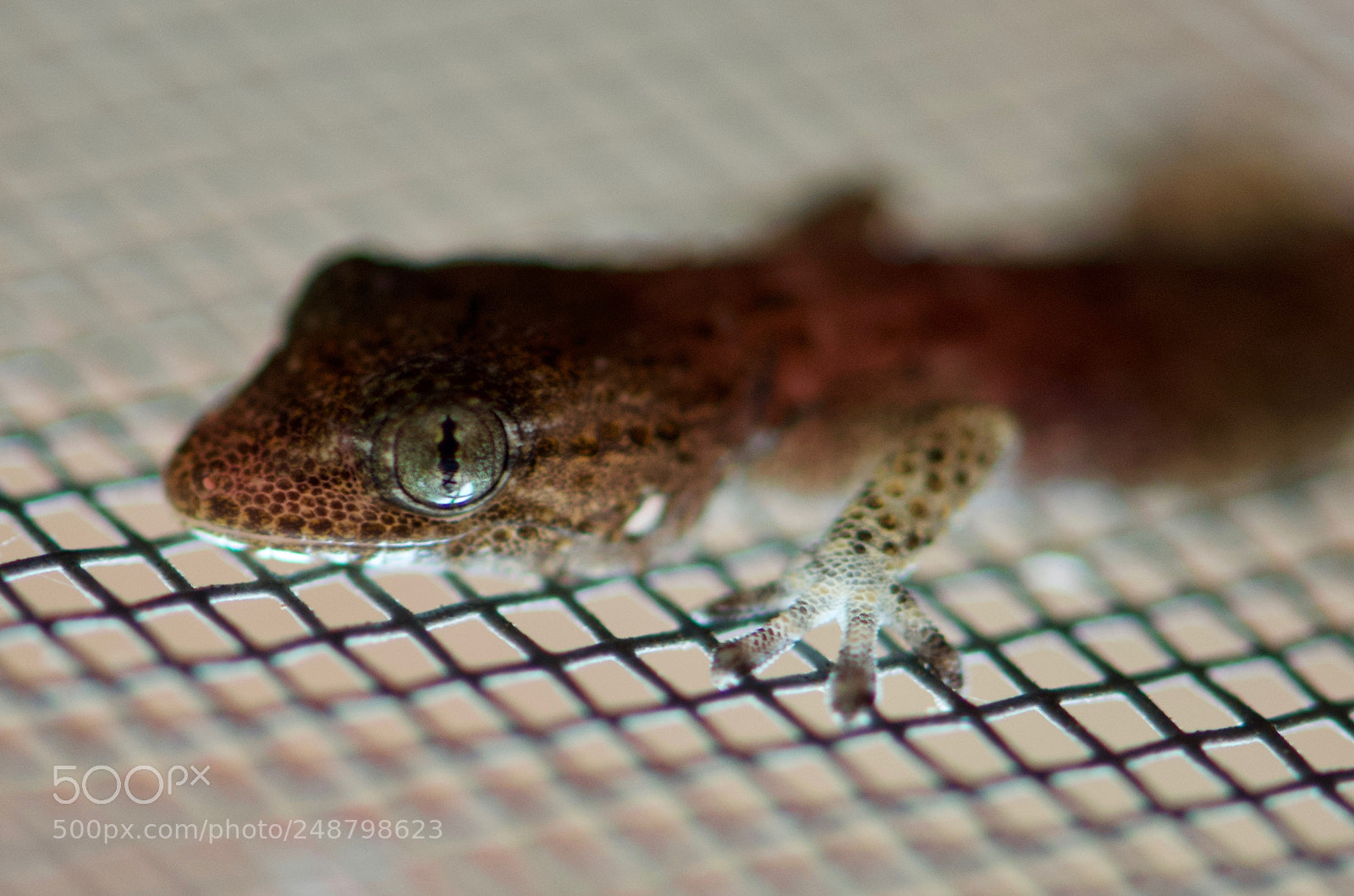 Nikon D5100 sample photo. Gecko sur une moustiquaire photography