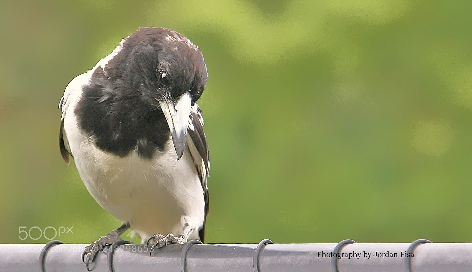 Canon EOS 30D sample photo. Magpie natural black & white photography