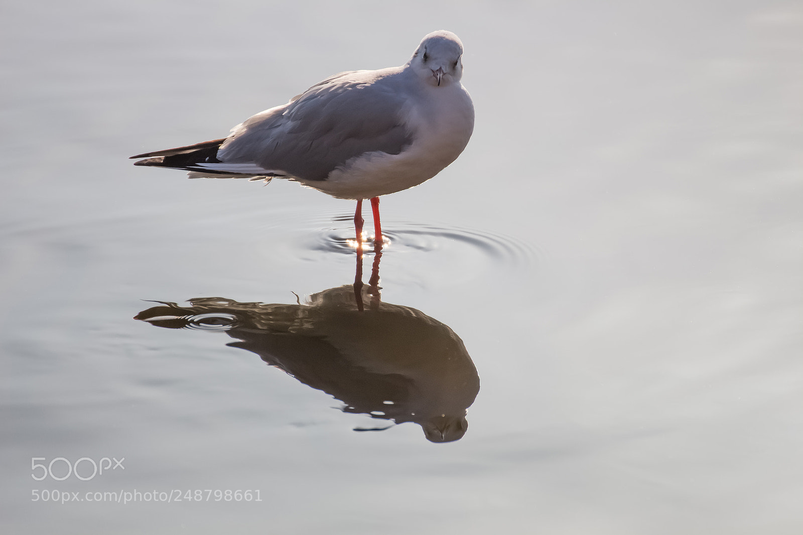 Canon EOS 700D (EOS Rebel T5i / EOS Kiss X7i) sample photo. Seagull and his paparazzo photography