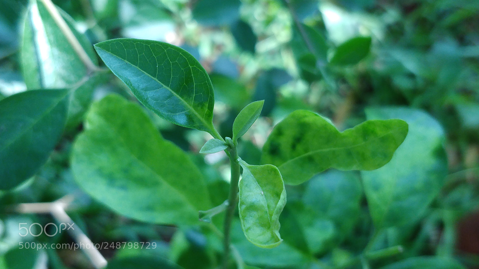 OnePlus 5 sample photo. Leaves photography