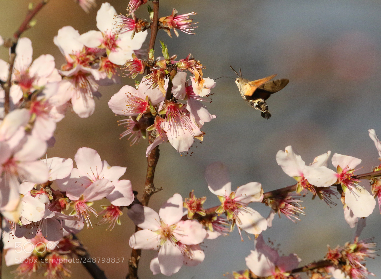 Canon EOS 7D Mark II sample photo. Hummingbird hawkmoth photography