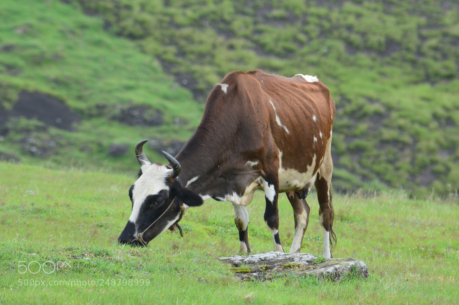 Nikon D3200 sample photo. Cow photography