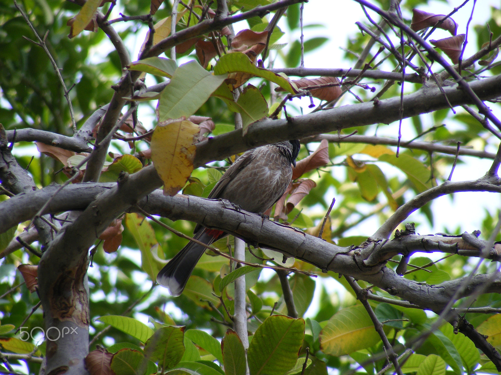 Fujifilm FinePix S5700 S700 sample photo. Nature photography