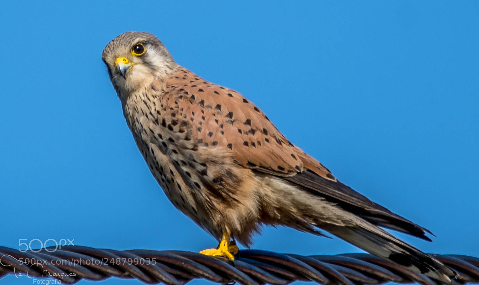Nikon D7200 sample photo. Kestrel photography