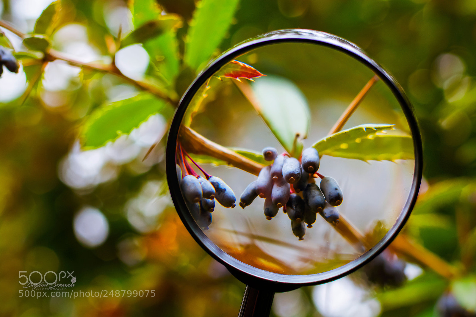 Nikon D5200 sample photo. Around us photography