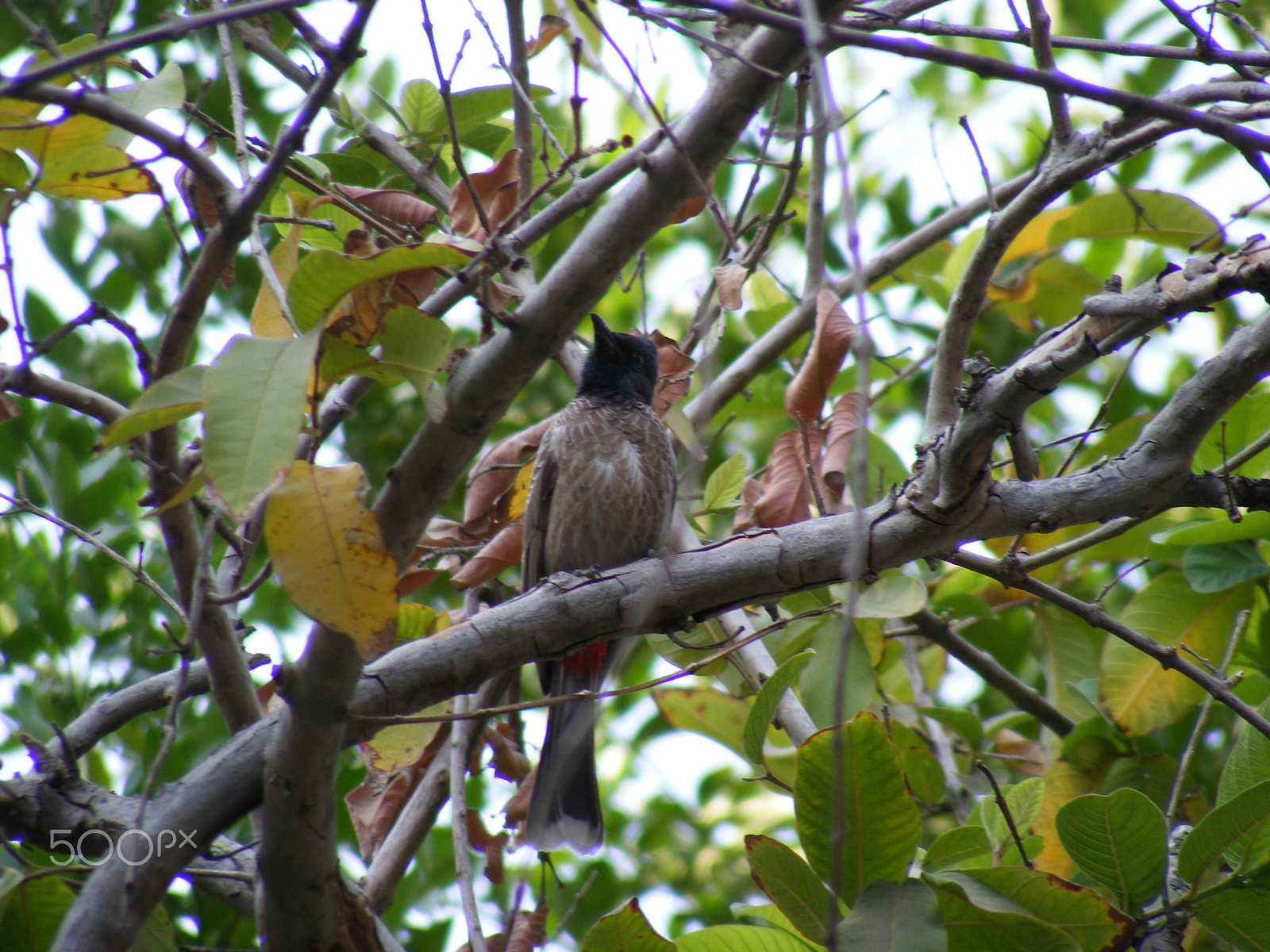 Fujifilm FinePix S5700 S700 sample photo. Nature photography