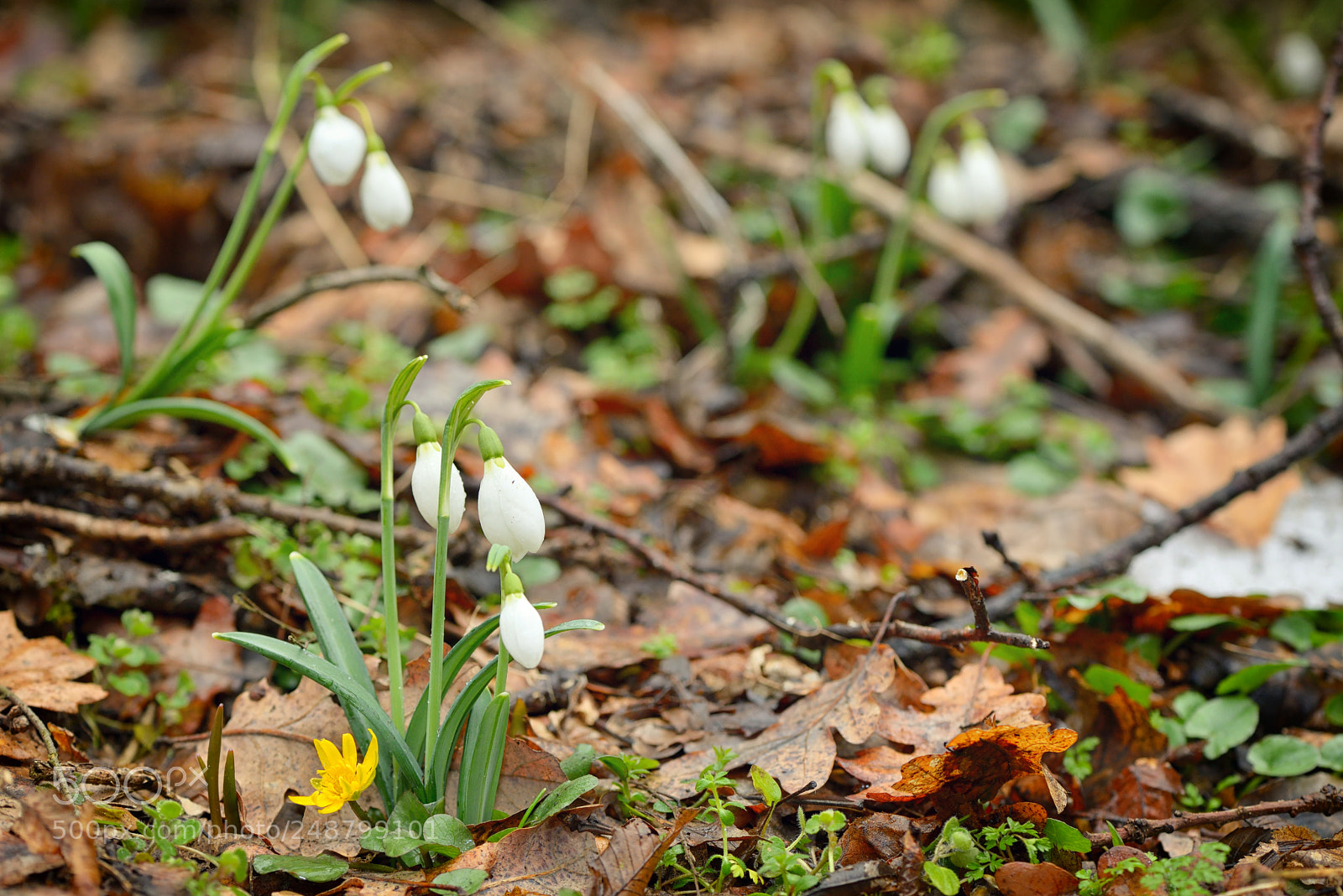 Nikon D610 sample photo. Snowdrops in forest photography
