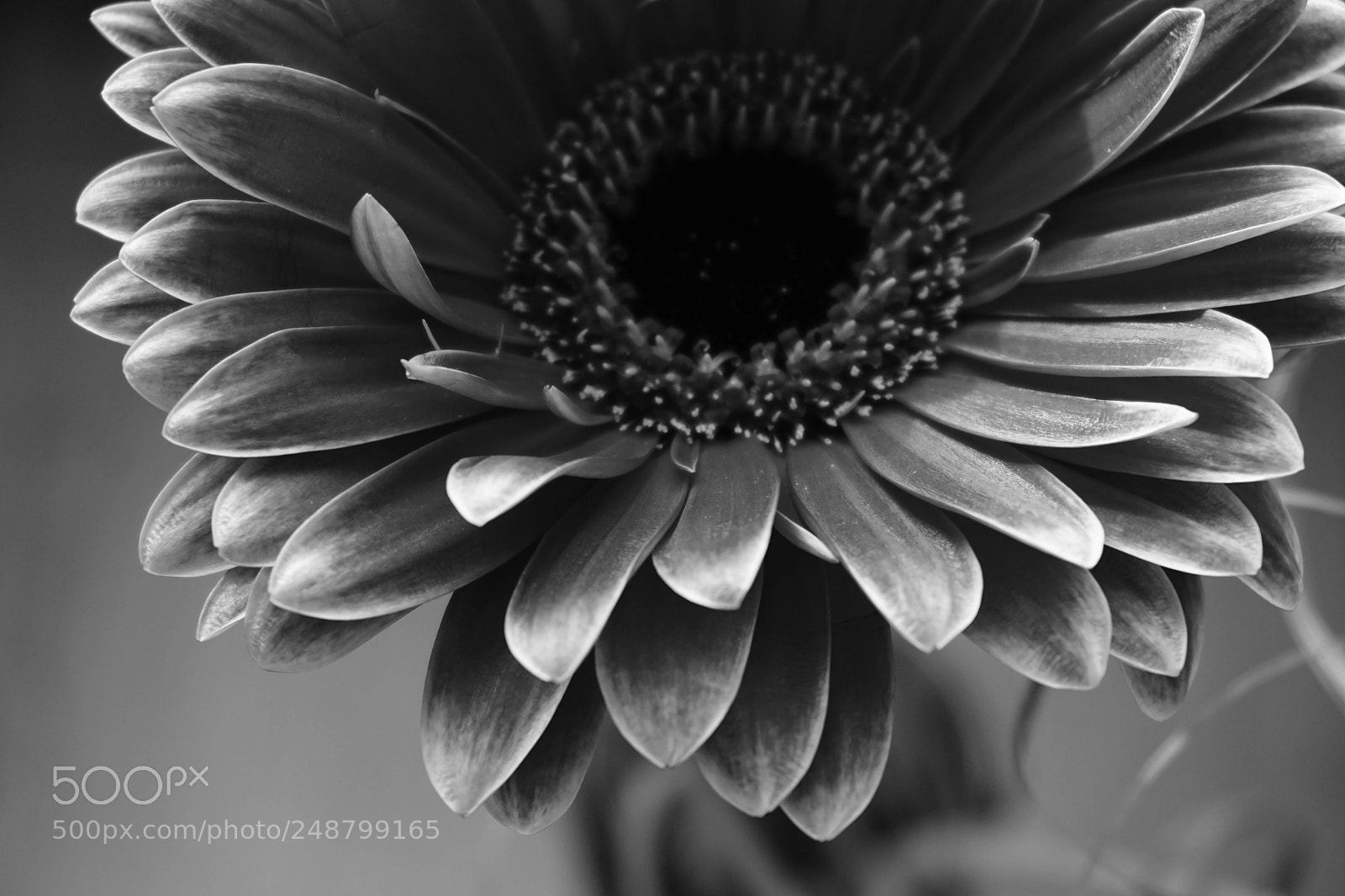 Sony a6000 sample photo. Gerbera photography