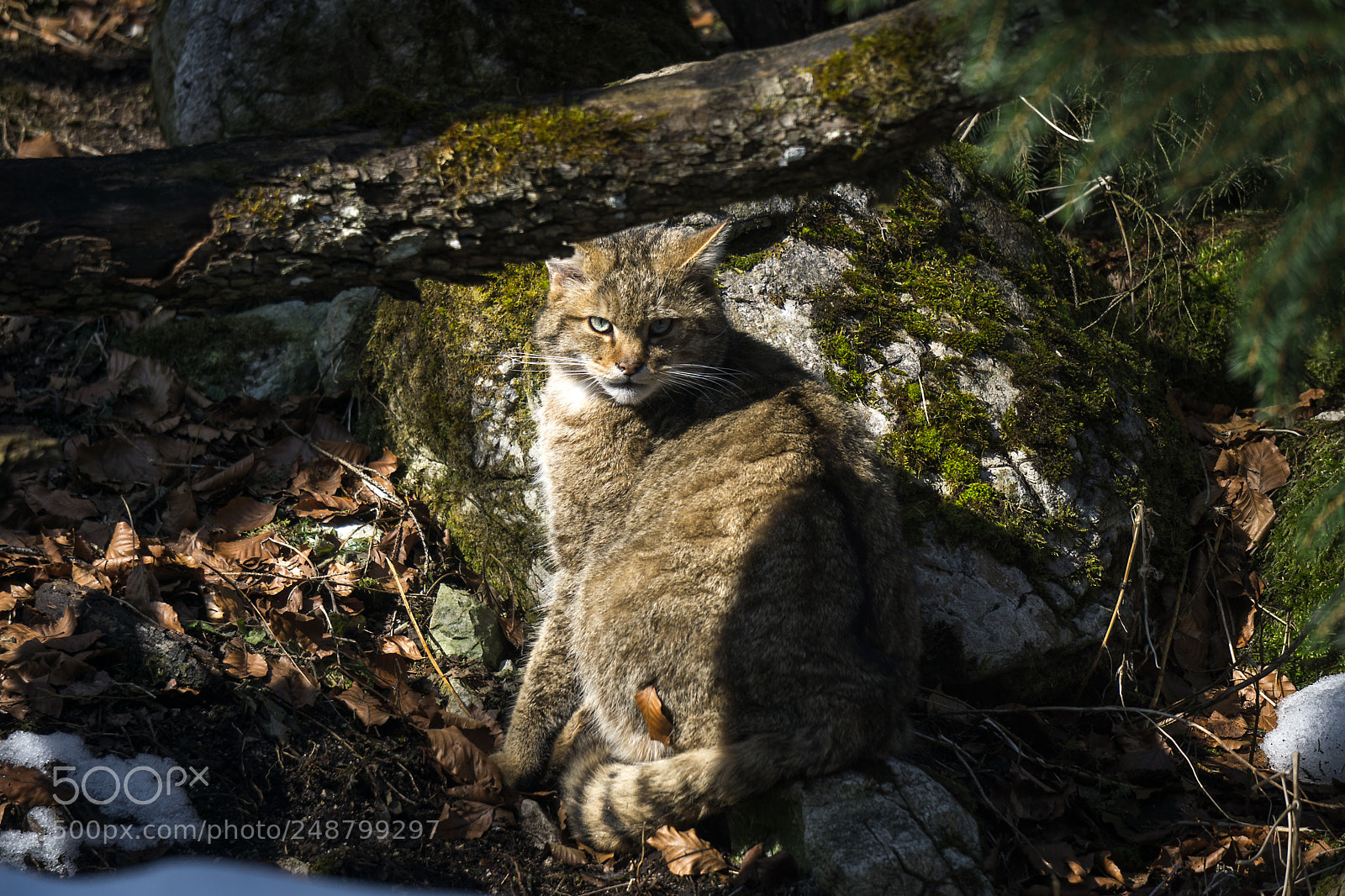 Sony a6000 sample photo. Wild cat photography