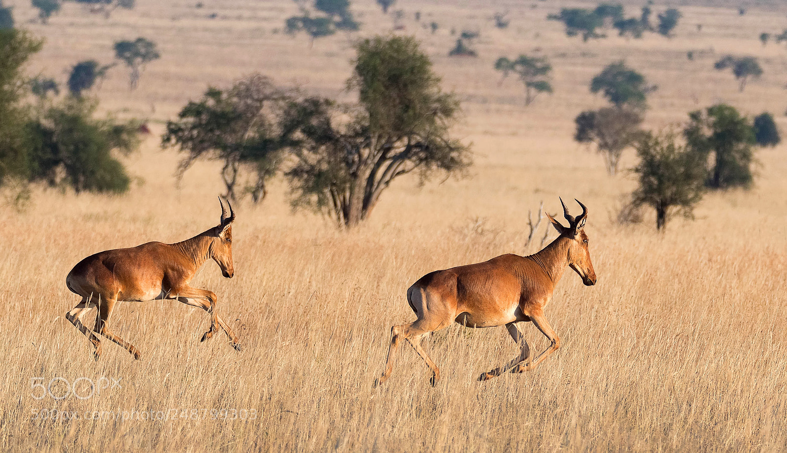 Nikon D500 sample photo. Running kongoni antelopes photography