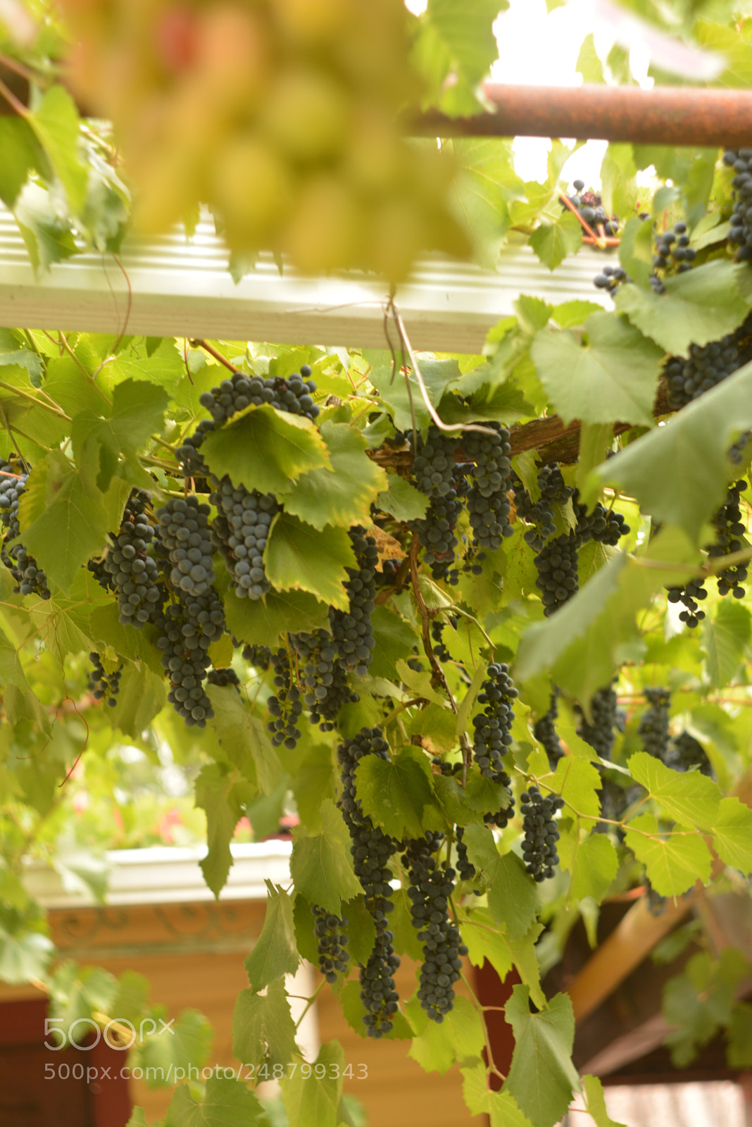 Nikon D5200 sample photo. Grape photography