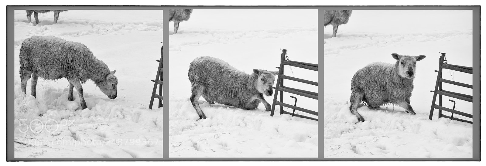 Nikon D7200 sample photo. Caution! deep snow photography
