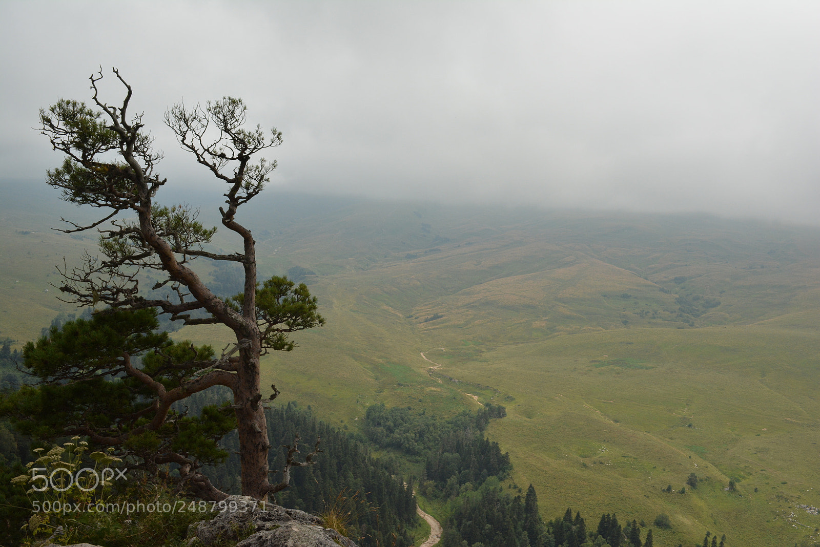 Nikon D5200 sample photo. Tree photography