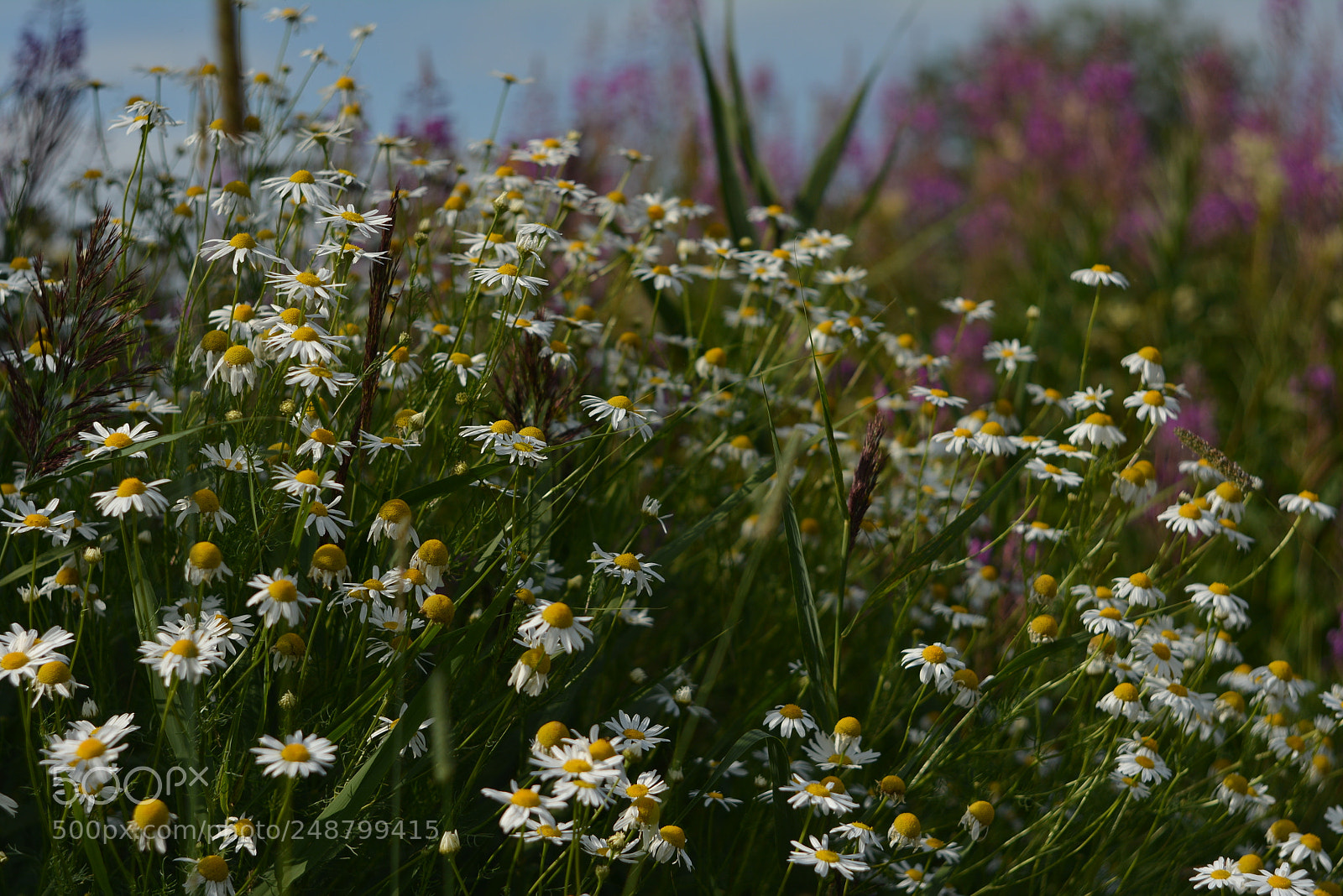 Nikon D5200 sample photo. Сhamomiles photography