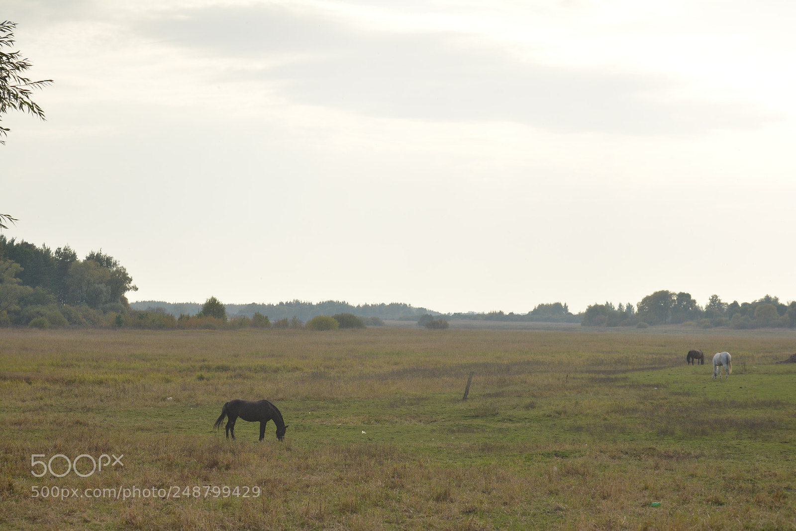Nikon D5200 sample photo. Animals photography