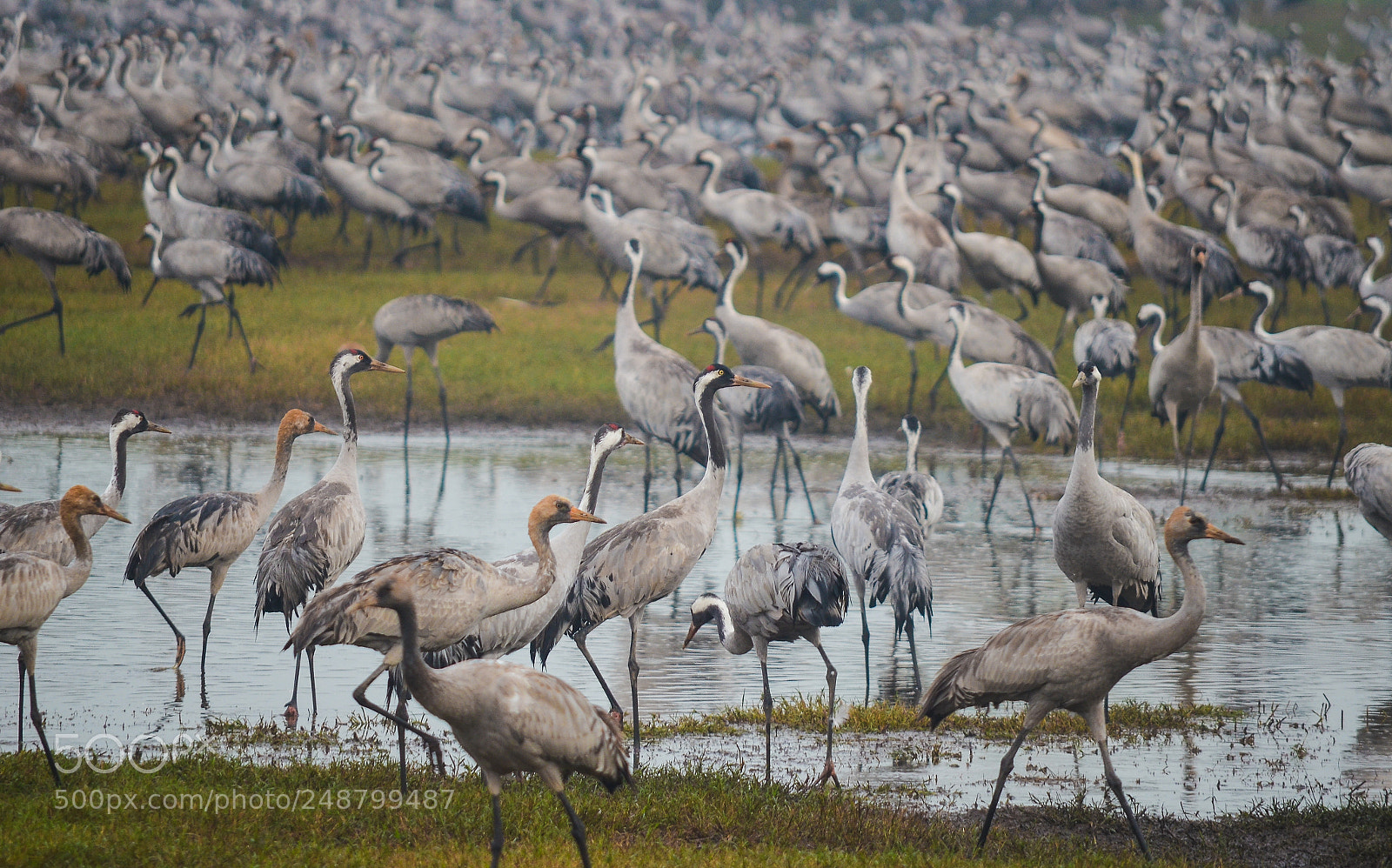 Nikon D7000 sample photo. Cranes nation photography