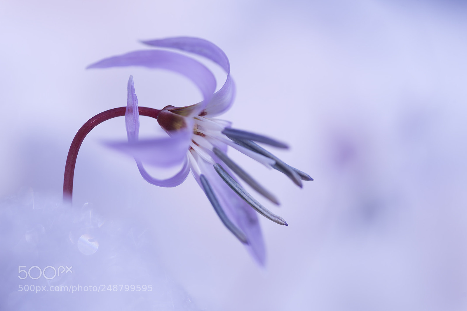 Nikon D810 sample photo. Dog’s tooth violet photography
