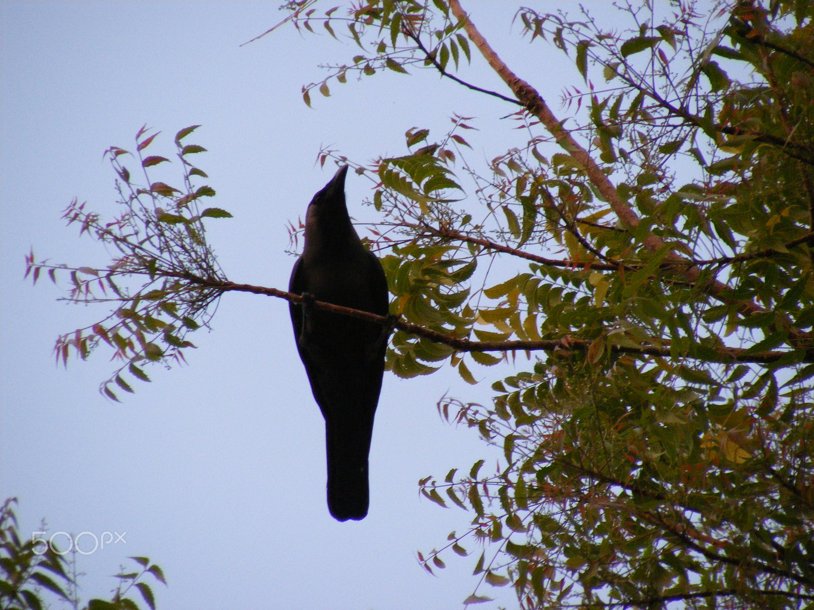 Fujifilm FinePix S5700 S700 sample photo. Nature photography