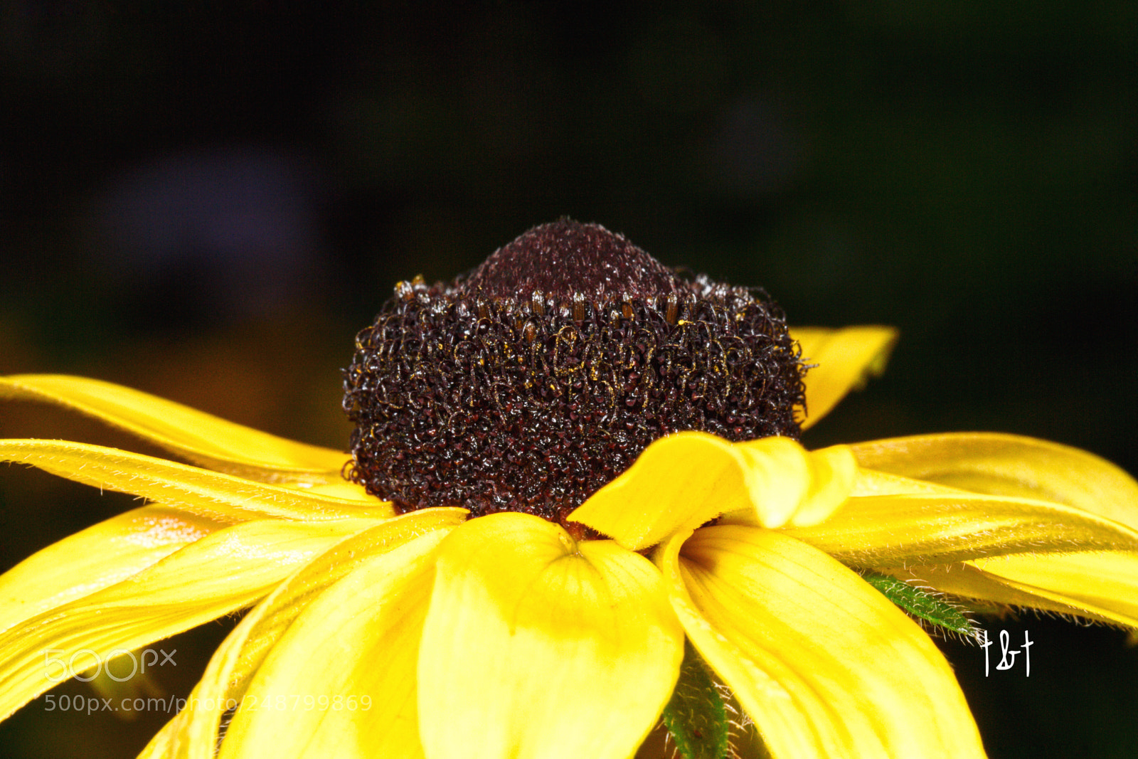 Canon EOS 7D sample photo. Untitled photography