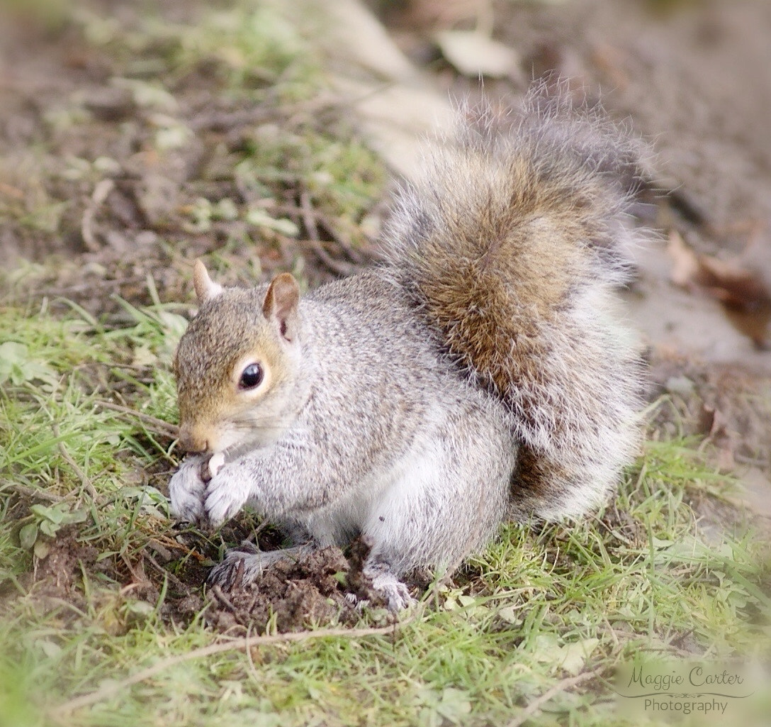 Sony Alpha DSLR-A380 sample photo. A squirrels pantry photography