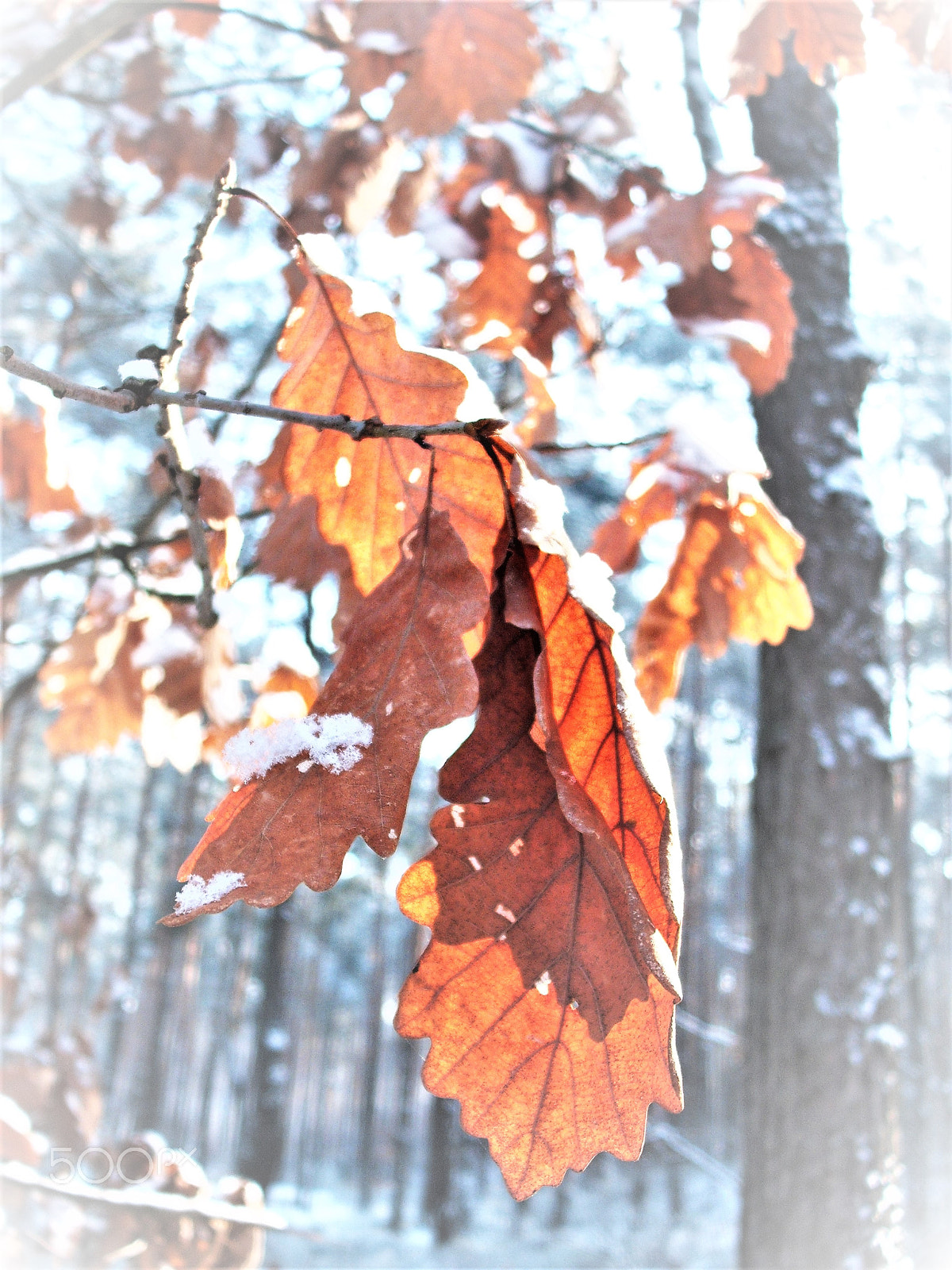 Fujifilm A850 sample photo. Leaves photography