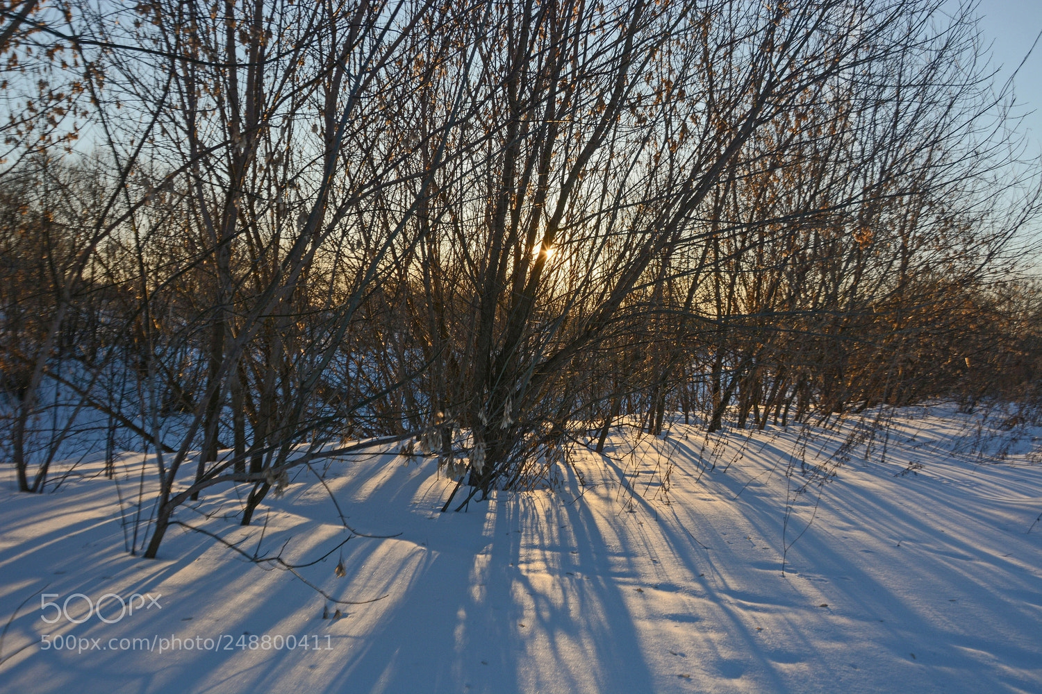 Nikon D7100 sample photo. Март. Весенний свет. photography