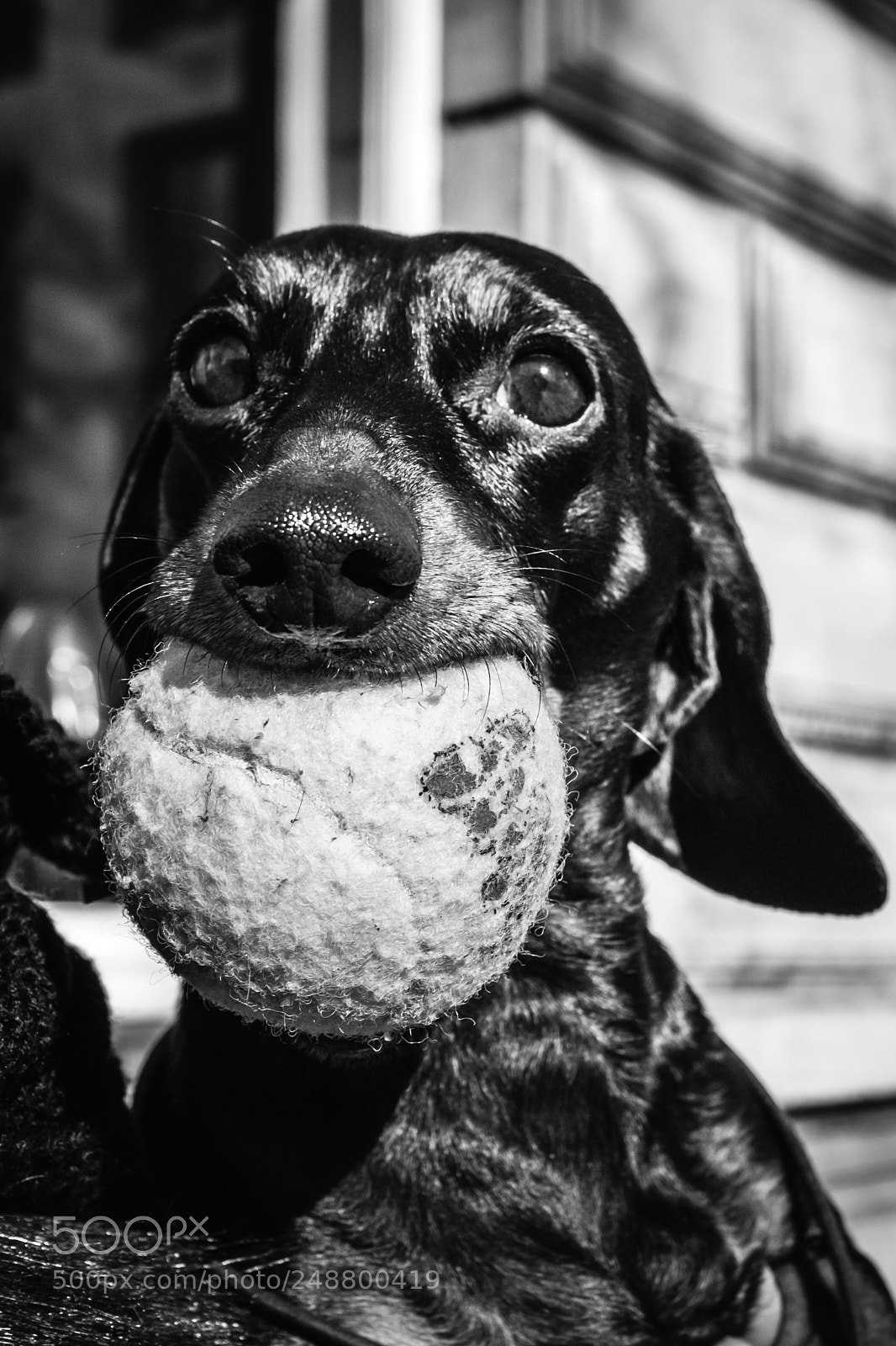 Fujifilm X100S sample photo. Streetdogs photography