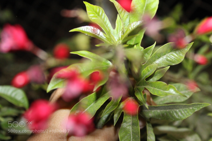 Canon EOS 700D (EOS Rebel T5i / EOS Kiss X7i) sample photo. Img photography