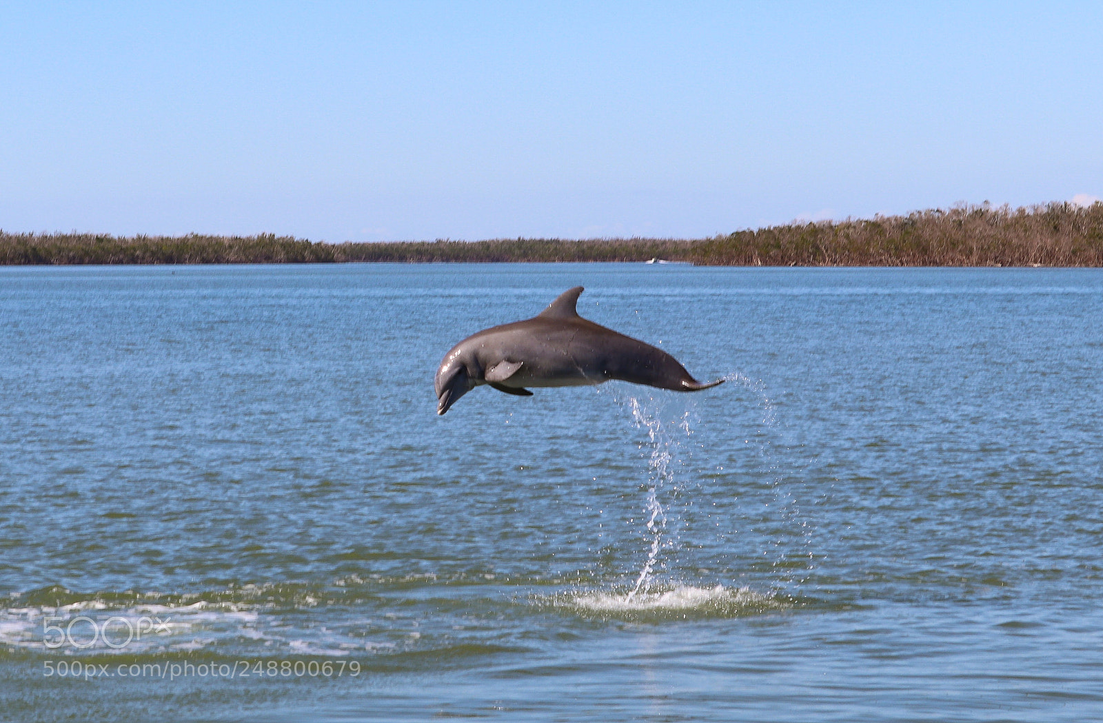 Canon EOS 80D sample photo. Happy dolphin in the photography