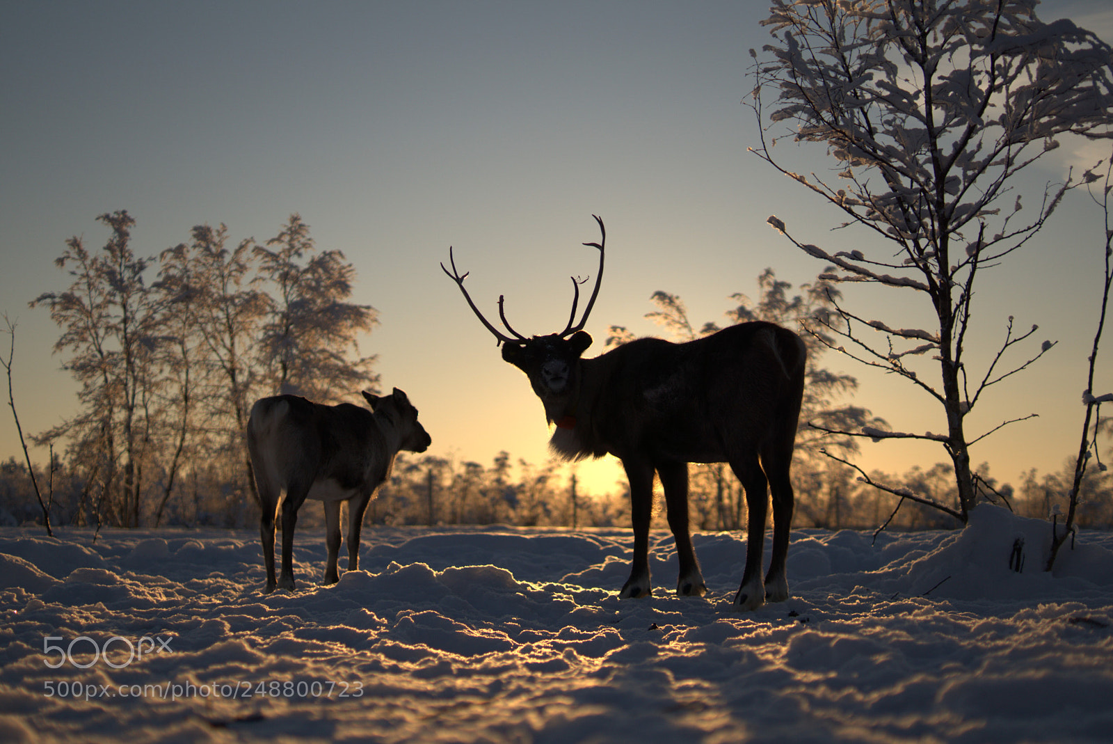 Sony ILCA-77M2 sample photo. Reindeer in backlight photography