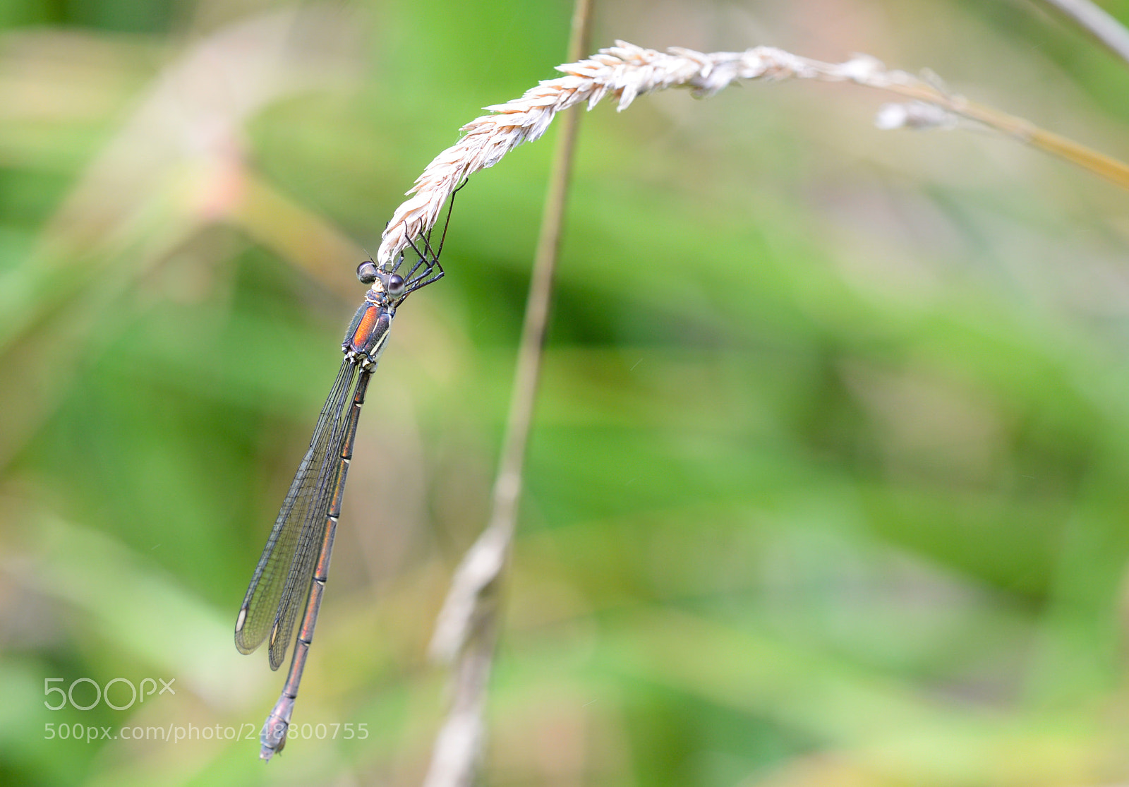 Nikon D610 sample photo. Damselfly hanging out photography