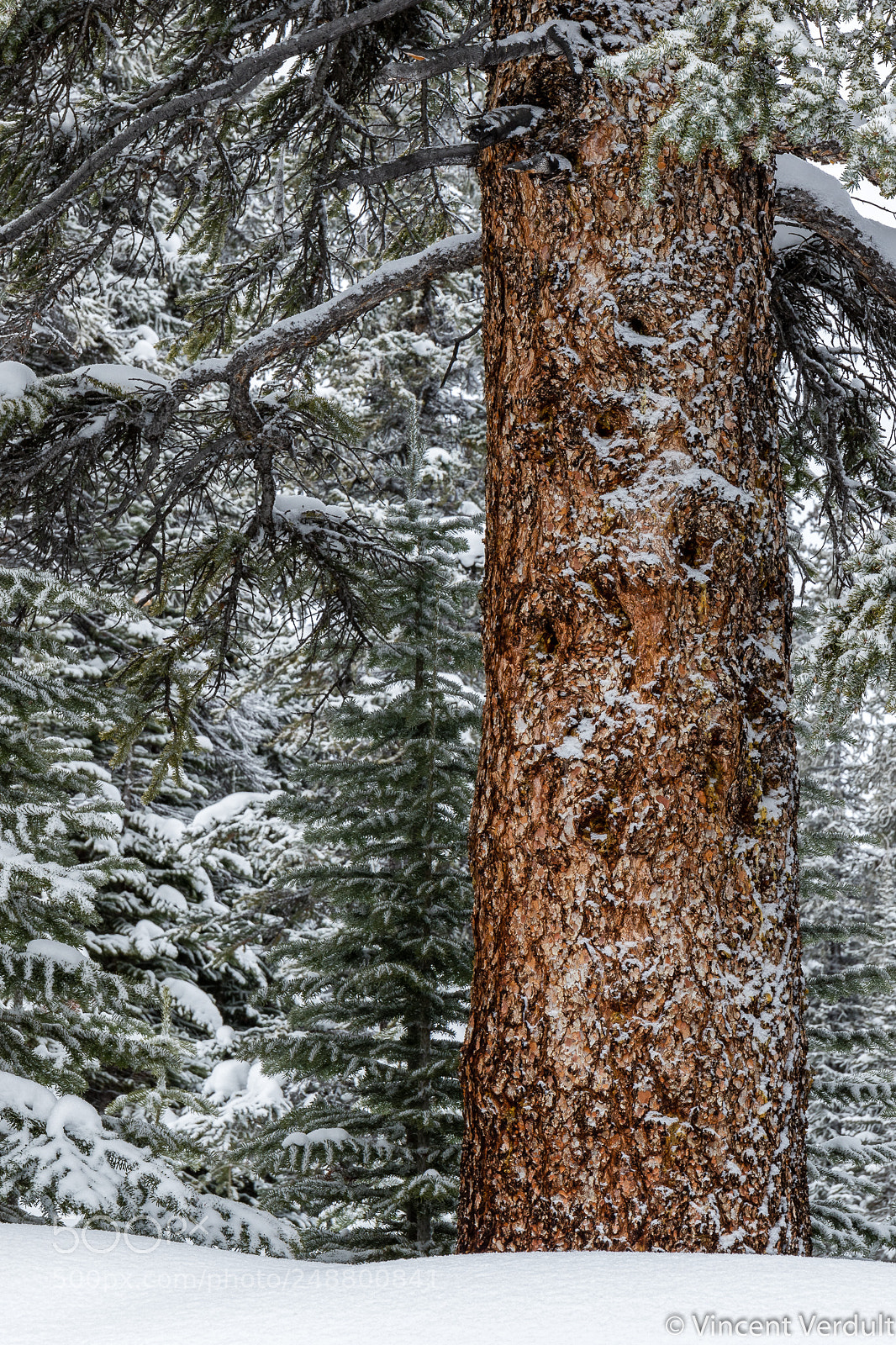 Canon EOS 7D Mark II sample photo. Big tree photography