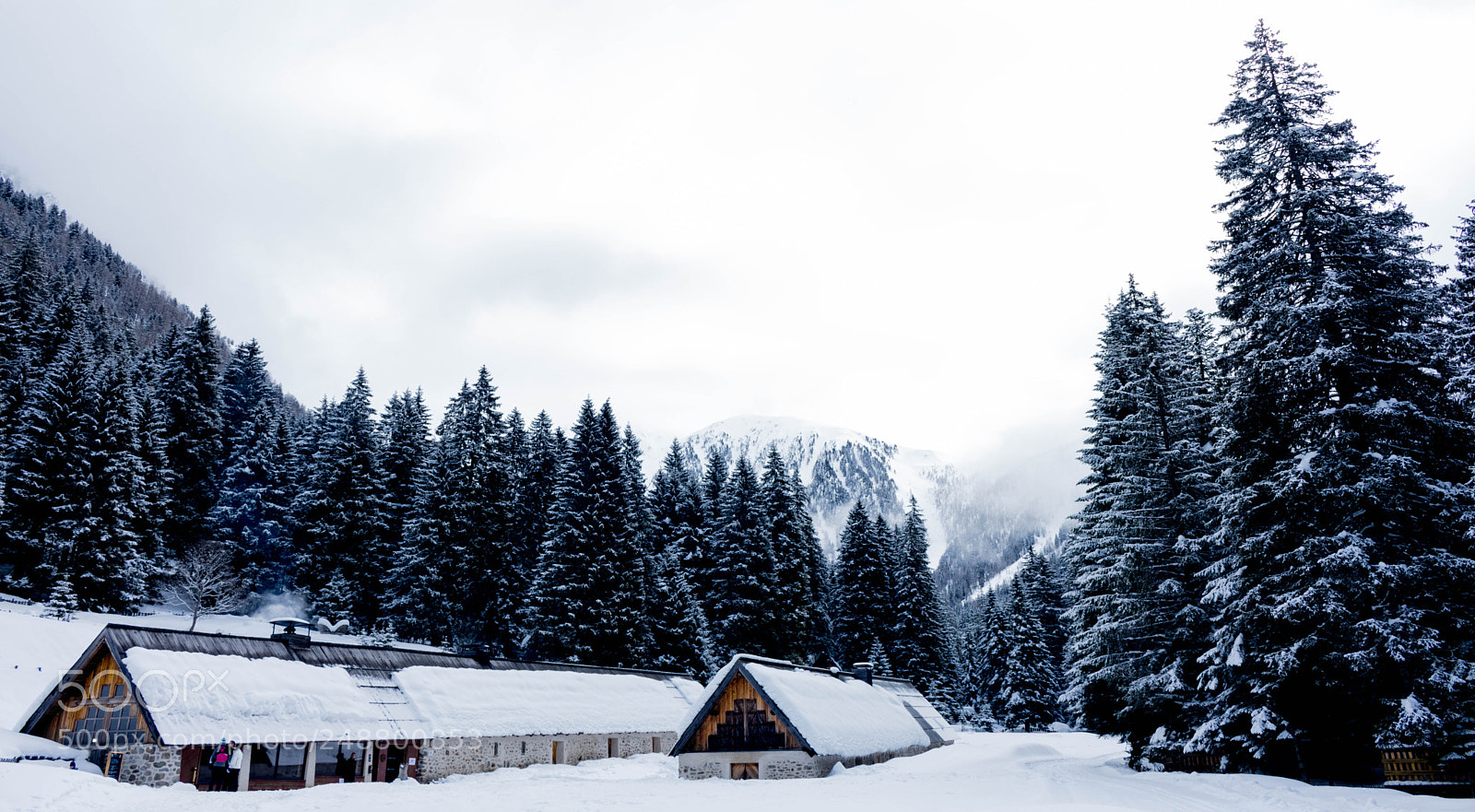 Canon EOS 750D (EOS Rebel T6i / EOS Kiss X8i) sample photo. Alpha loup parc photography