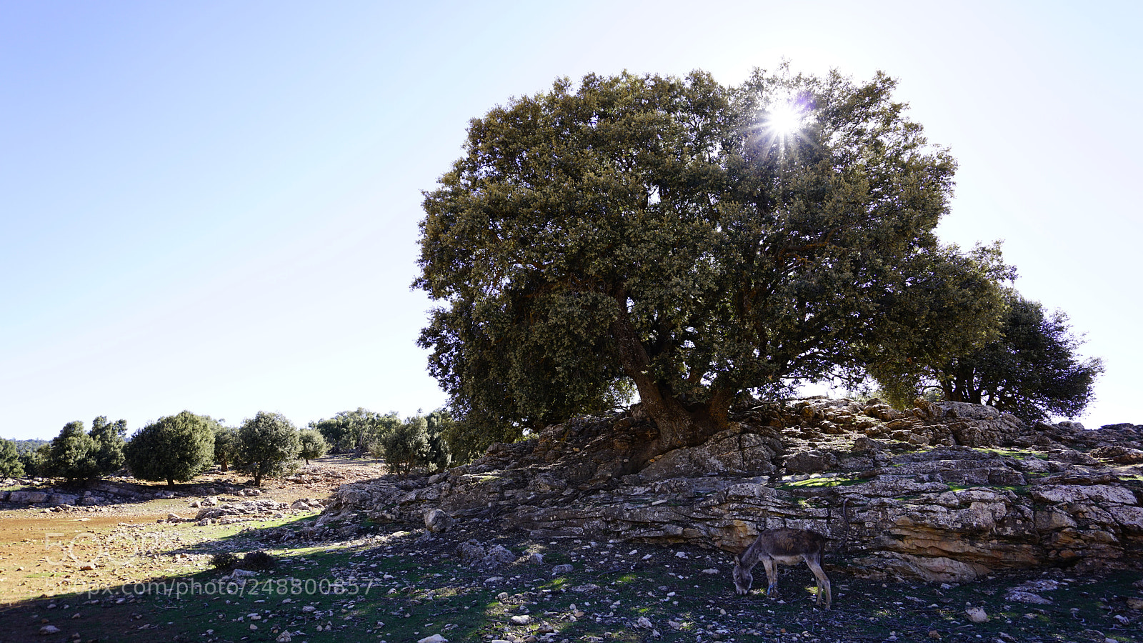 Sony a7R II sample photo. Morocco photography