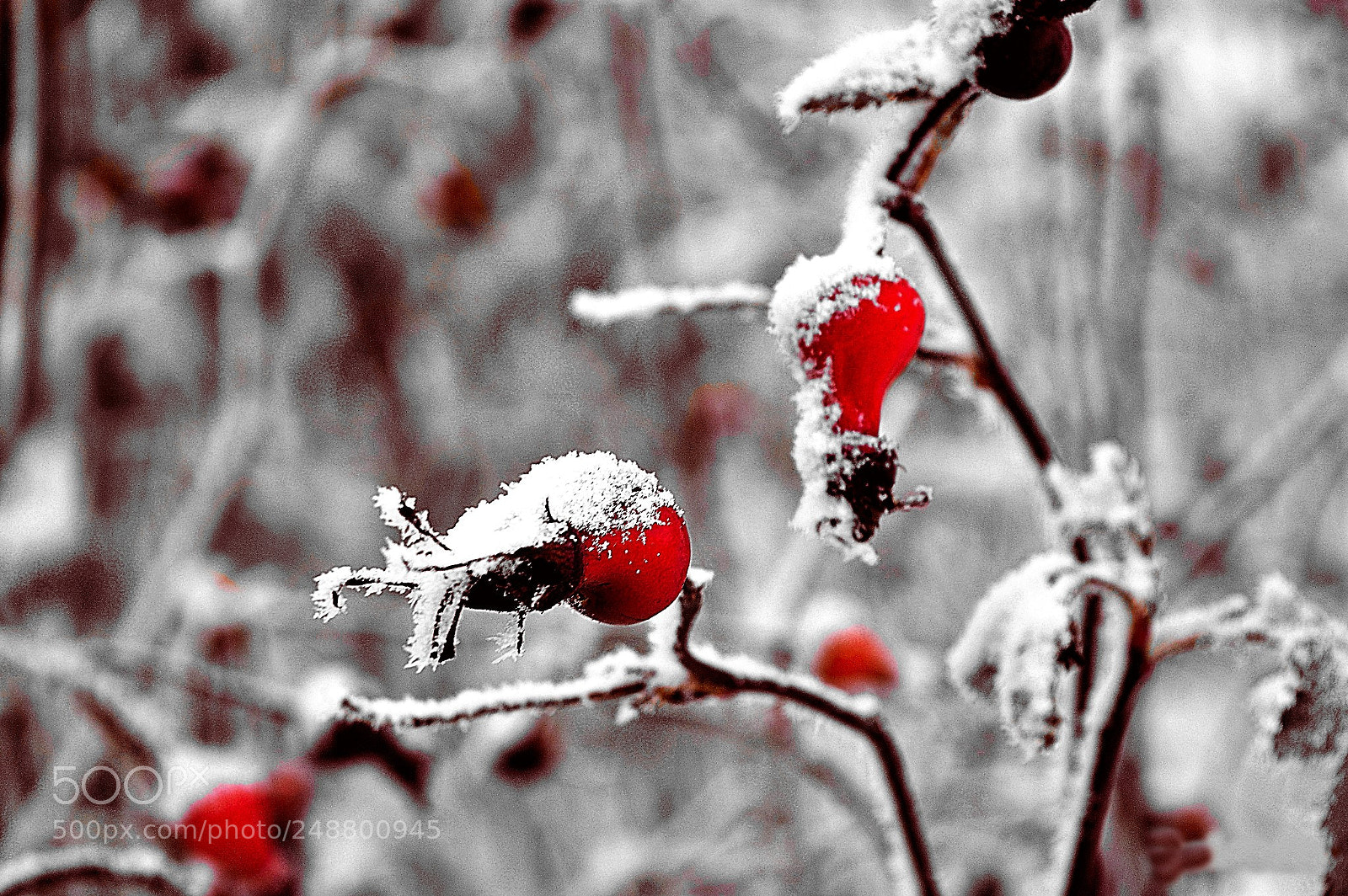 Nikon D3200 sample photo. Berries photography
