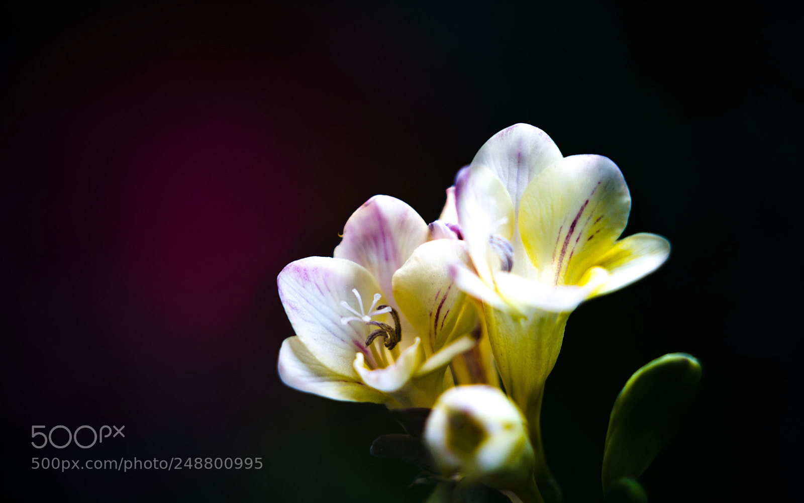 Sony a7R II sample photo. Flowers photography